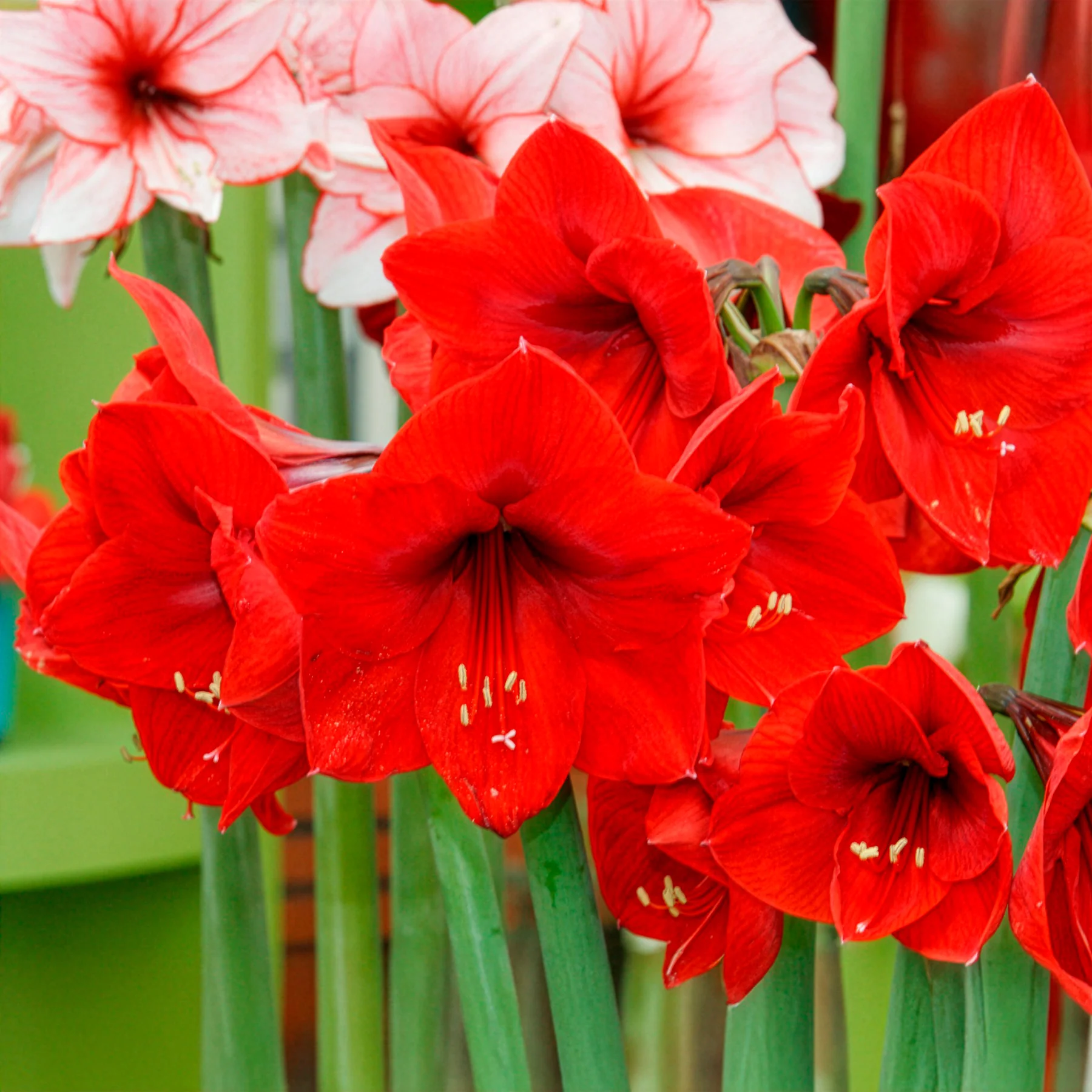 Amaryllis 'Red Lion' - Image 4
