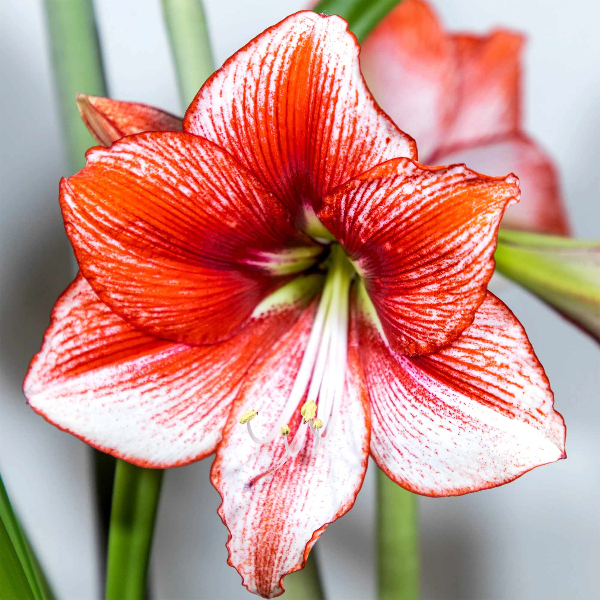 Amaryllis Showmaster