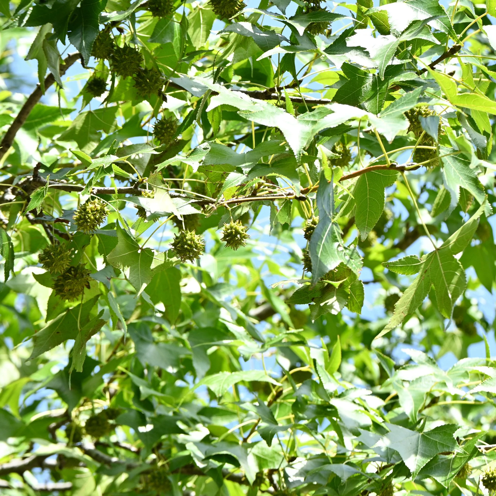 Amberboom Woodland Honeysuckle Serotina - Image 8