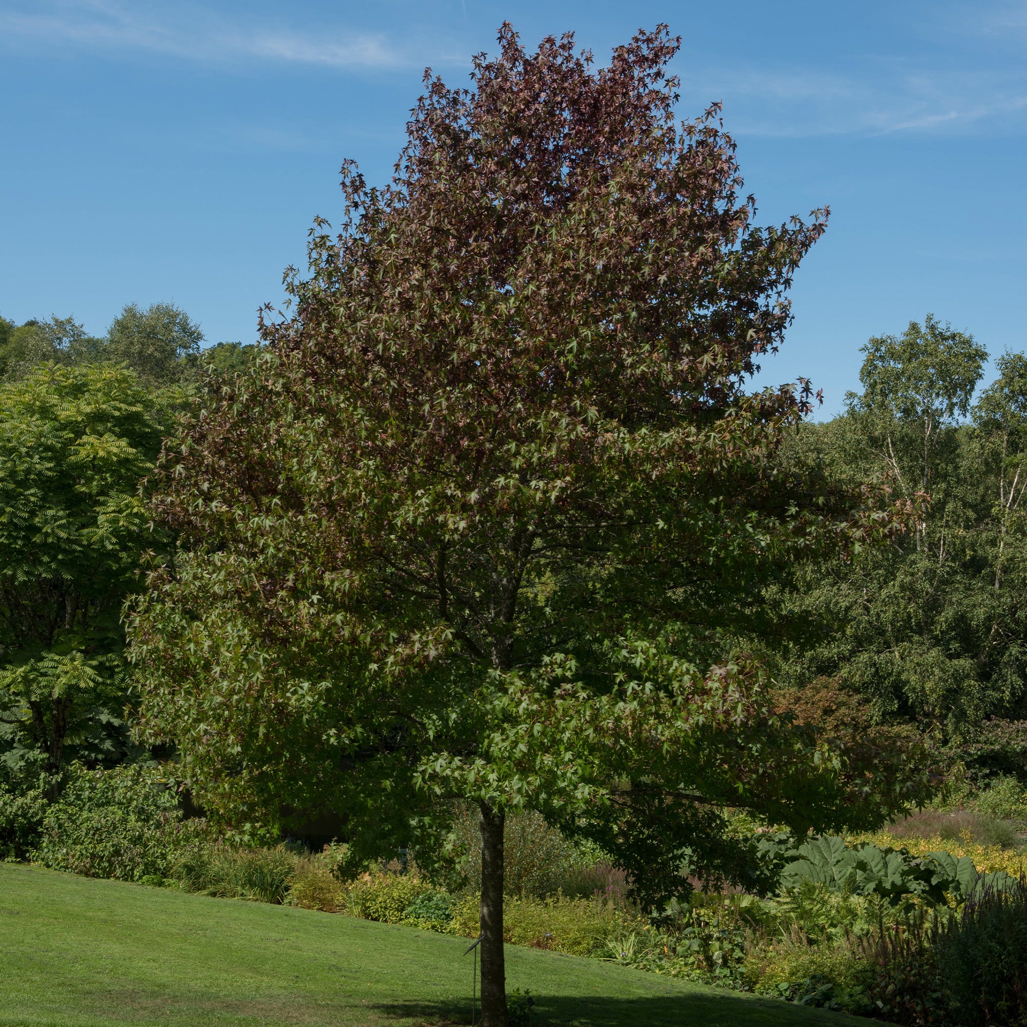 Amberboom Worplesdon - Image 2