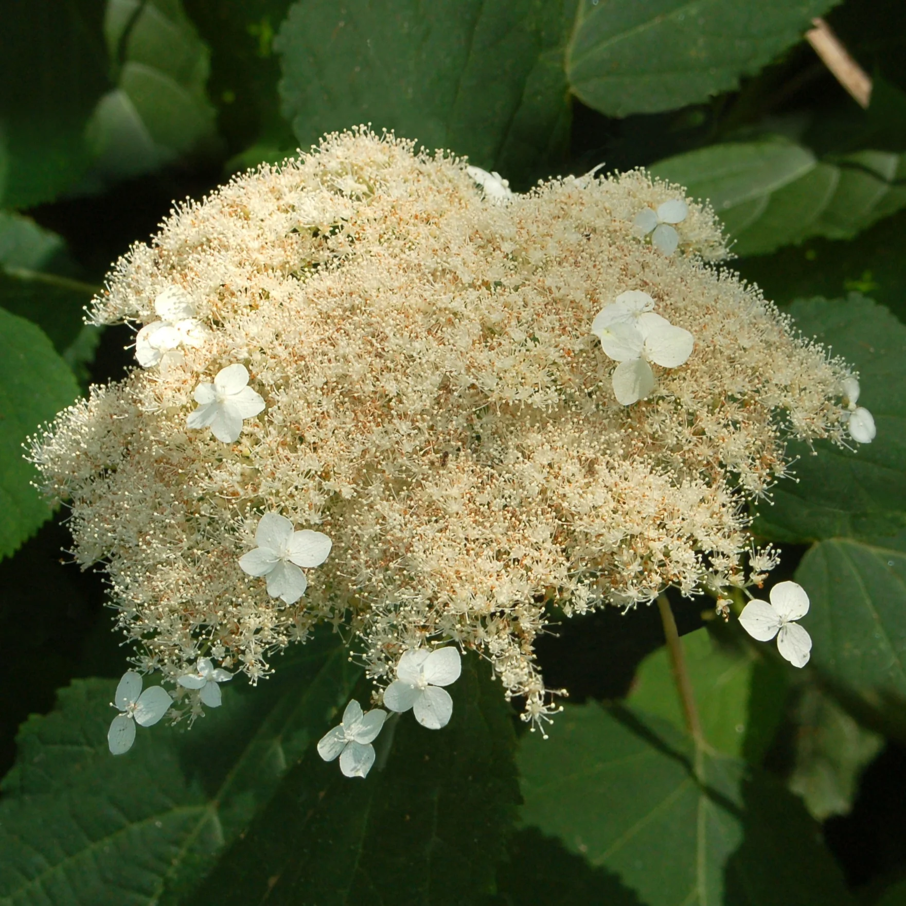 Amerikaanse hortensia