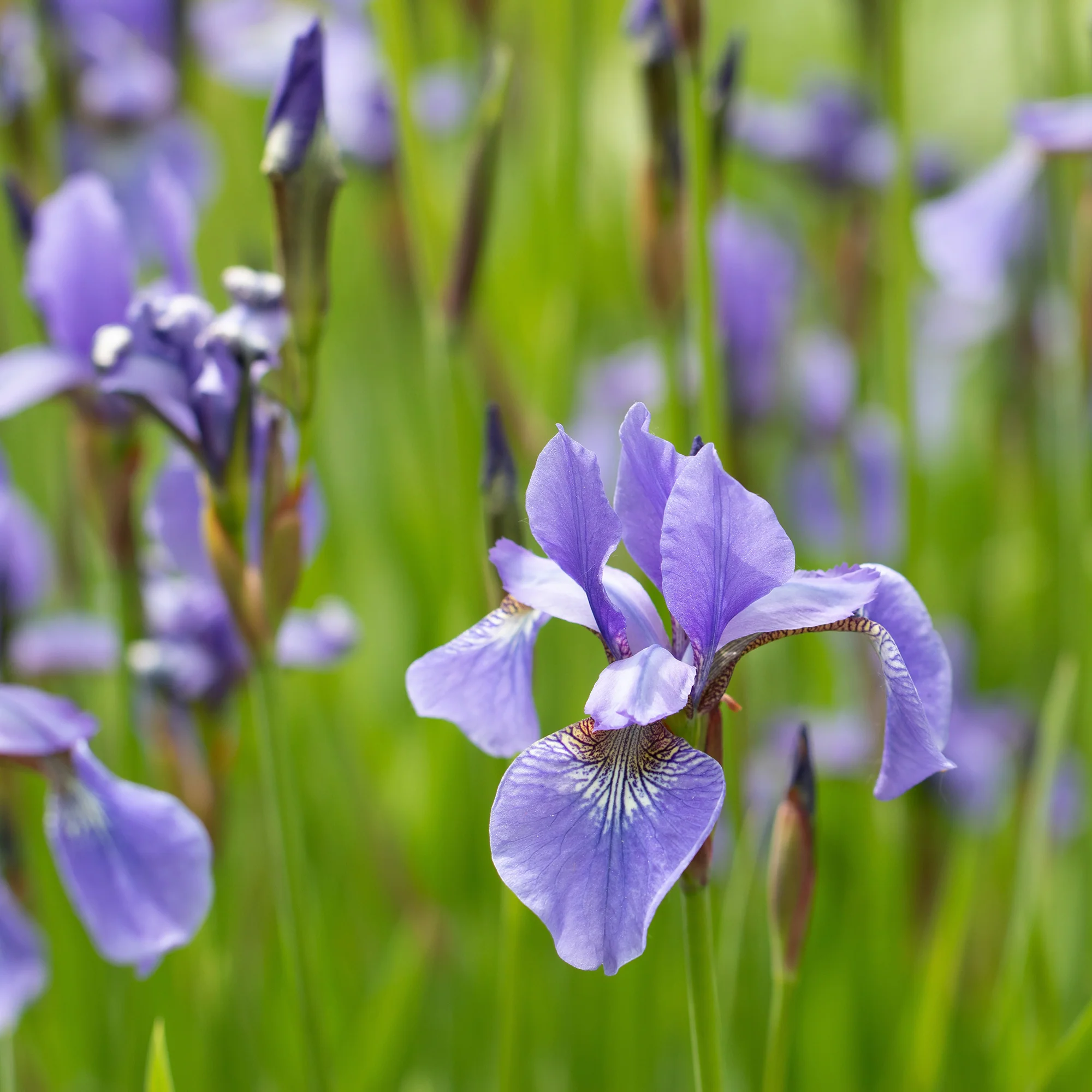 Versicolor Iris - Image 2