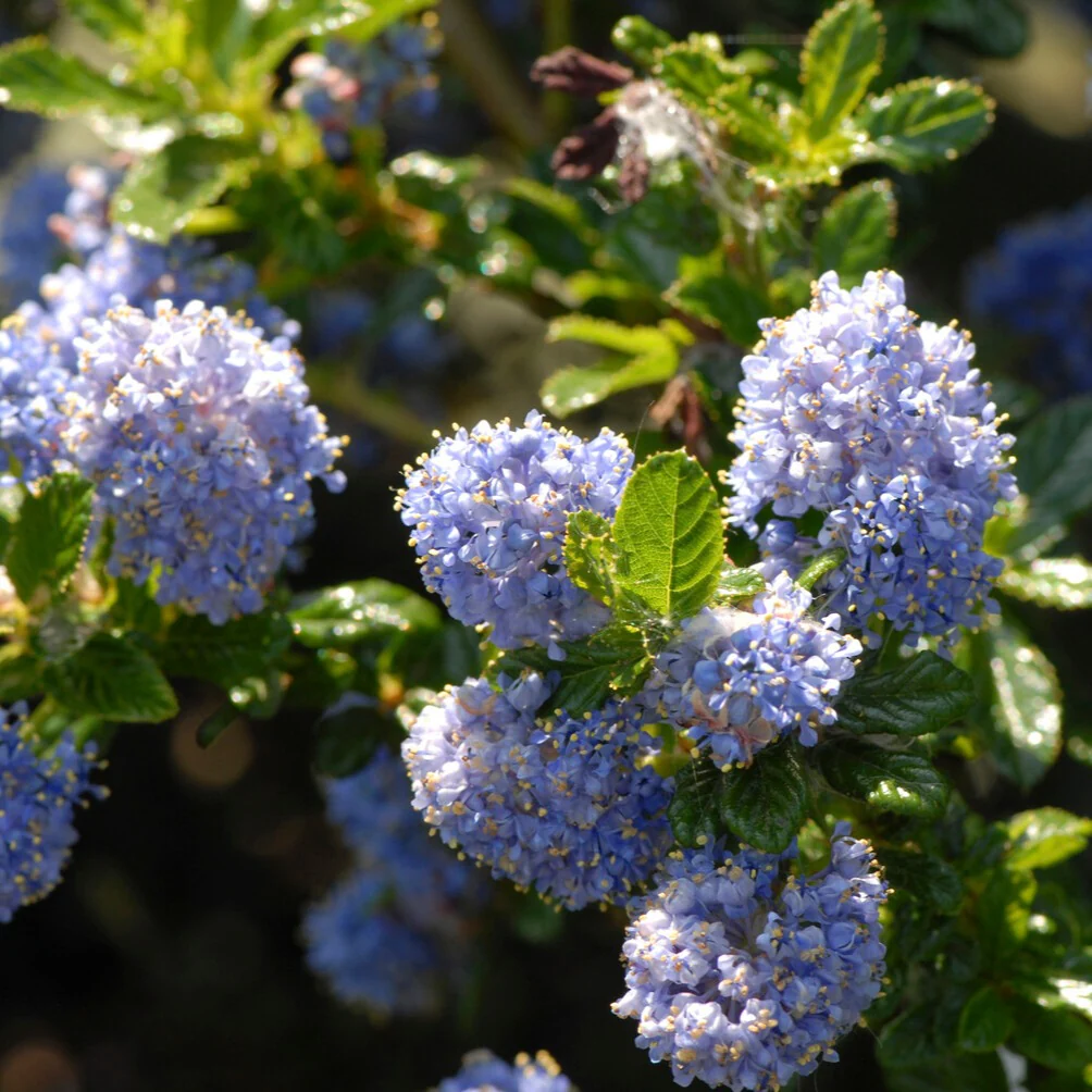 Amerikaanse sering 'Blue Mound' op stam