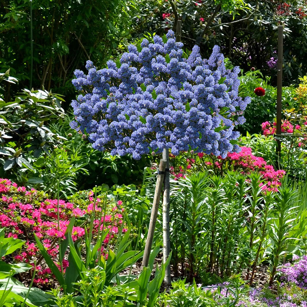 Amerikaanse sering 'Blue Mound' op stam - Image 2