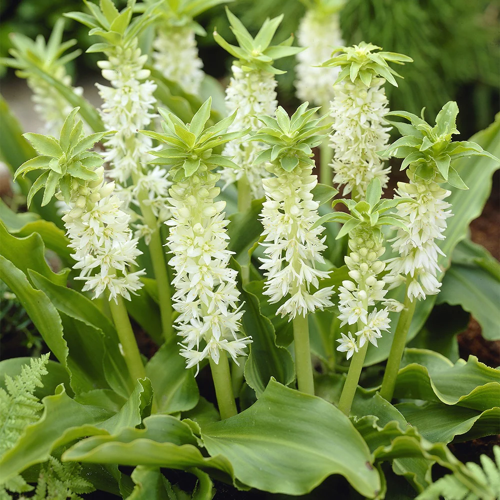 Ananasplant (x3)