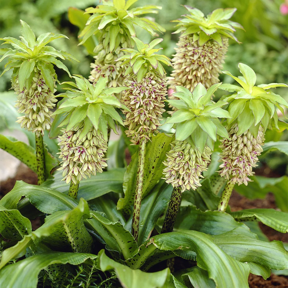 Ananasplant - bicolor (x3)