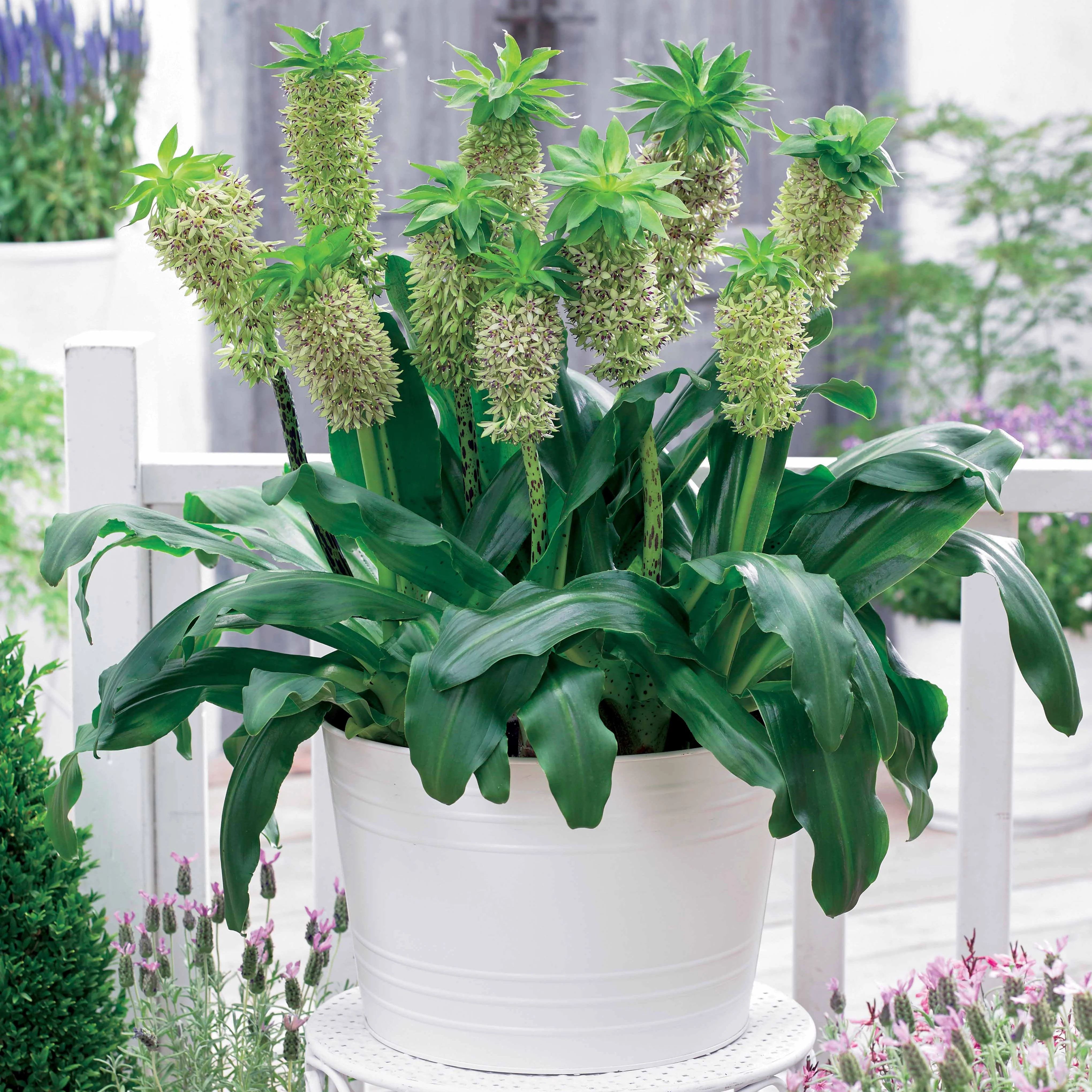 Ananasplant - bicolor (x3) - Image 2