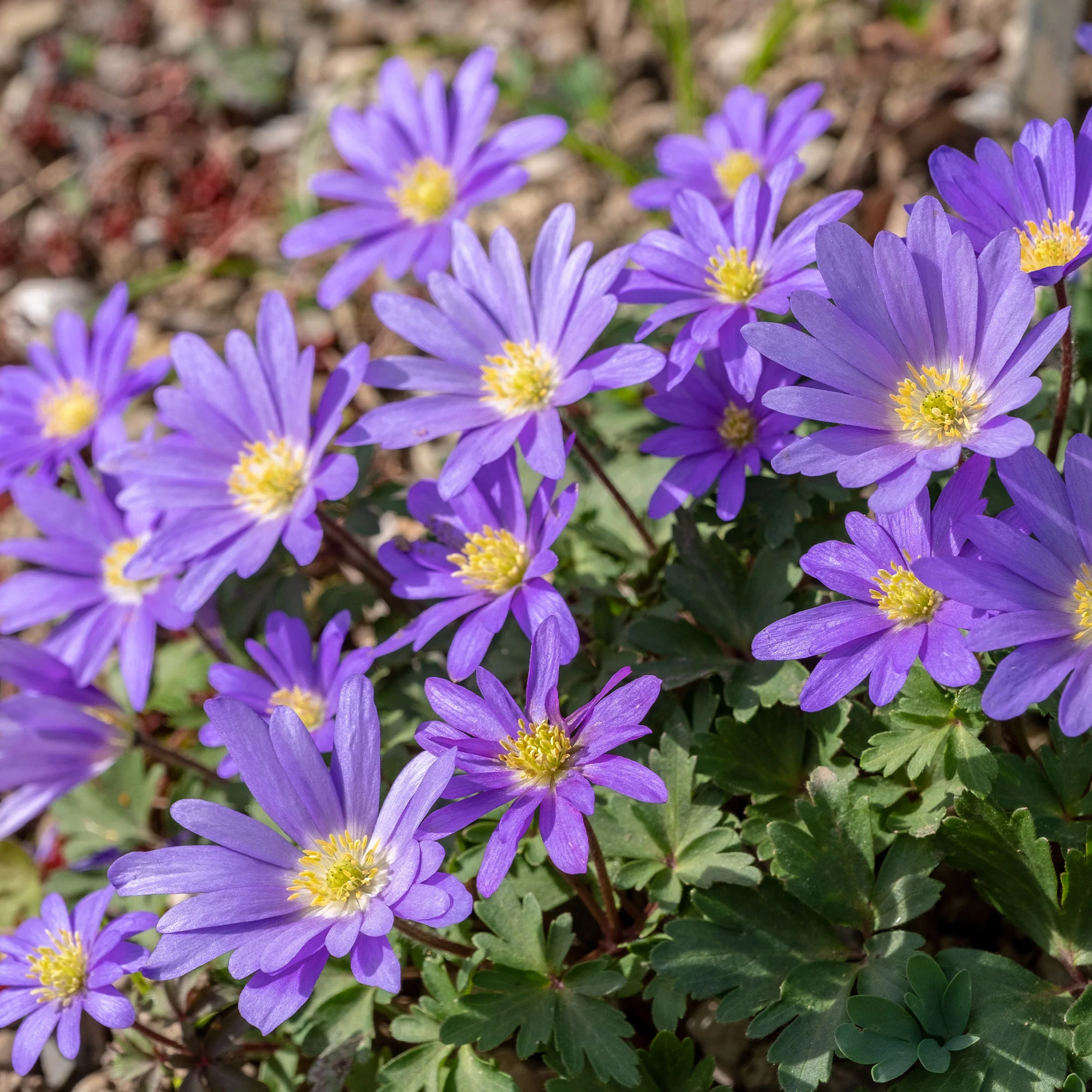 Anemone Blanda Blauw (x30) - Image 3