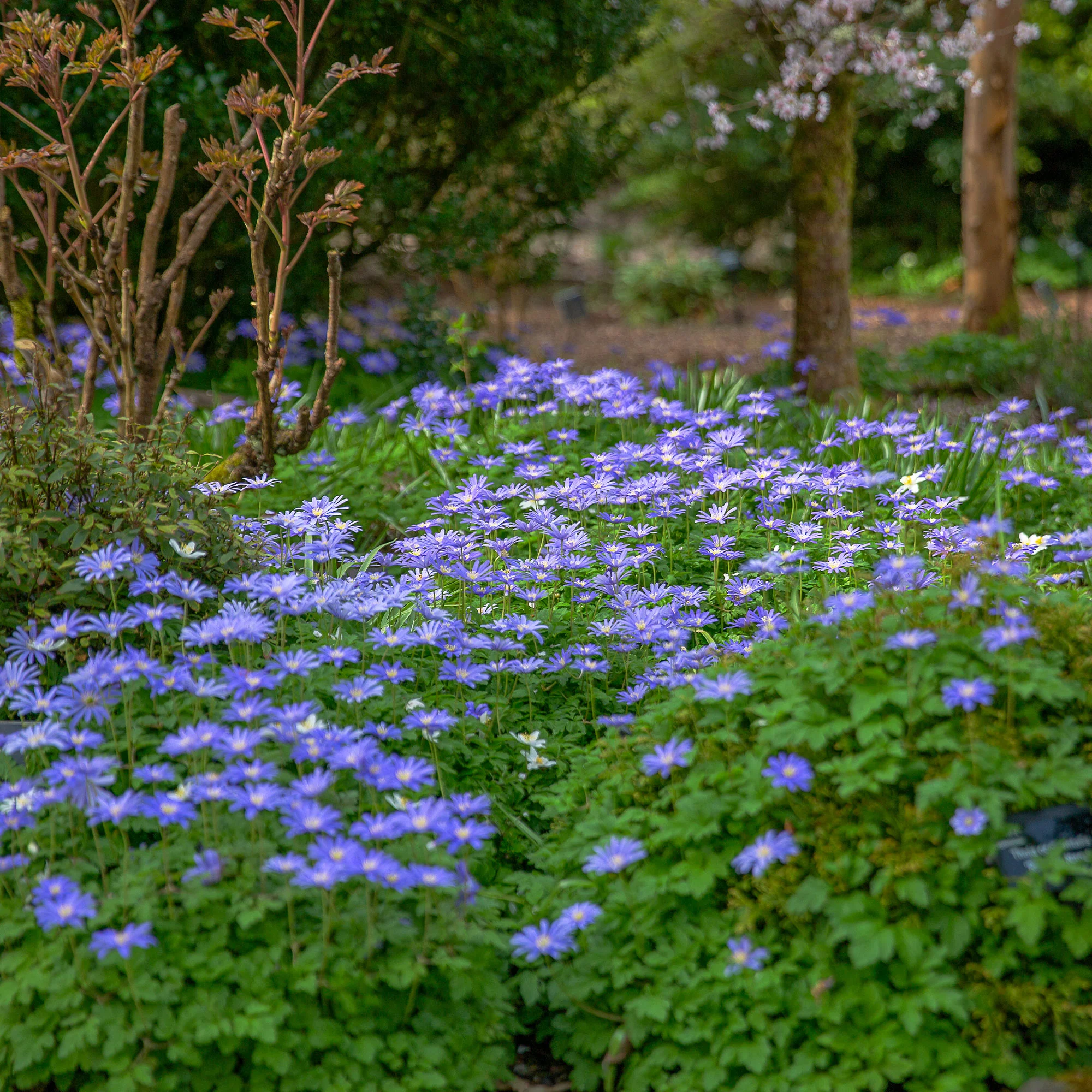 Anemone Blanda Blauw (x30) - Image 4