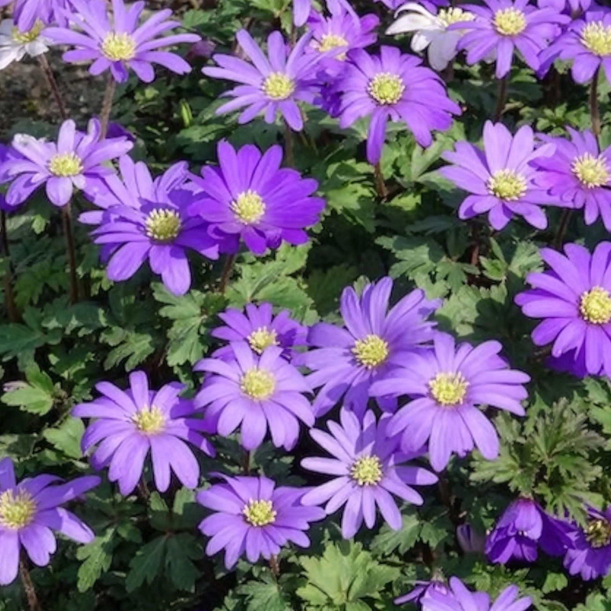 Anemone Blanda Blauw (x30) - Image 7