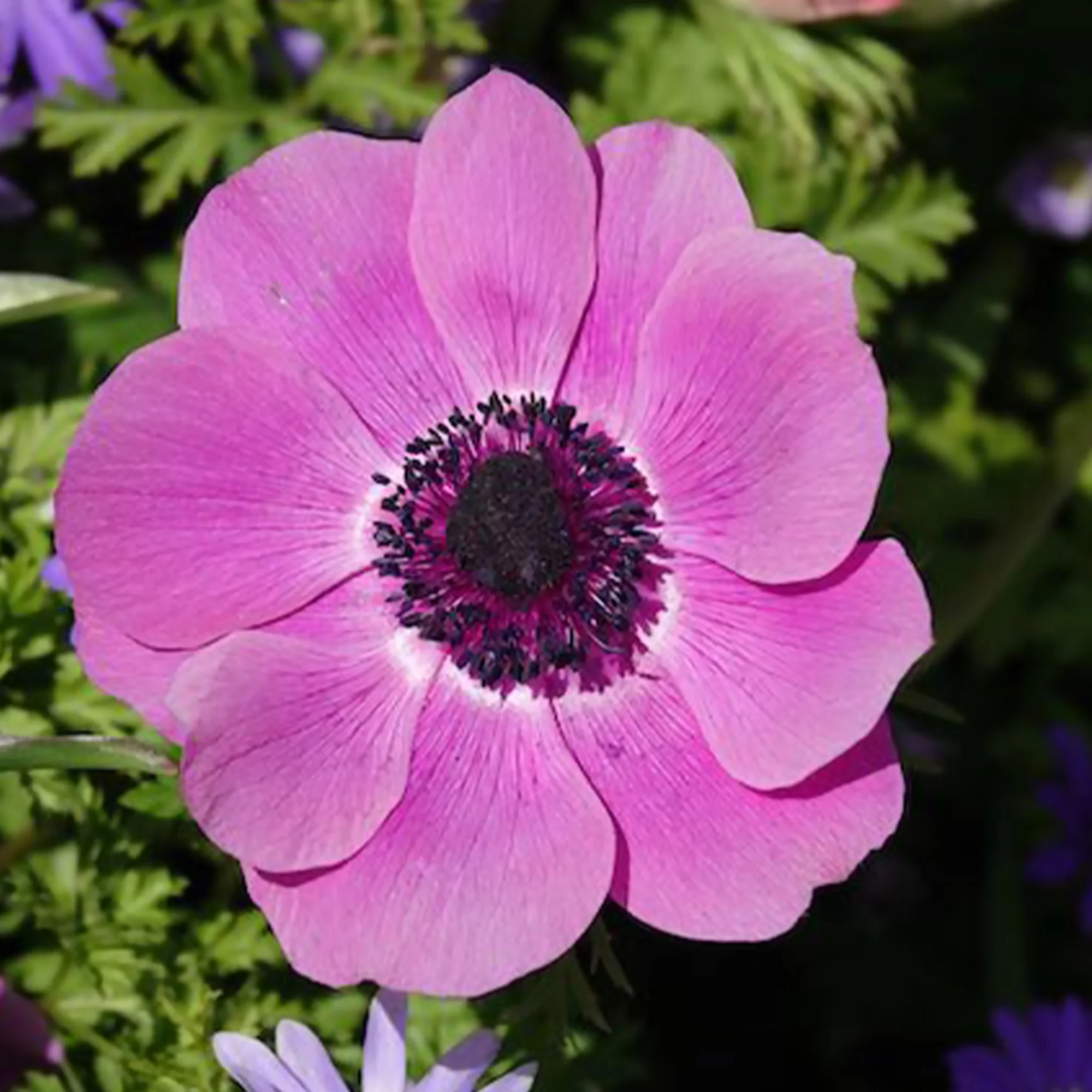 Anemonen coronaria roze - Image 4