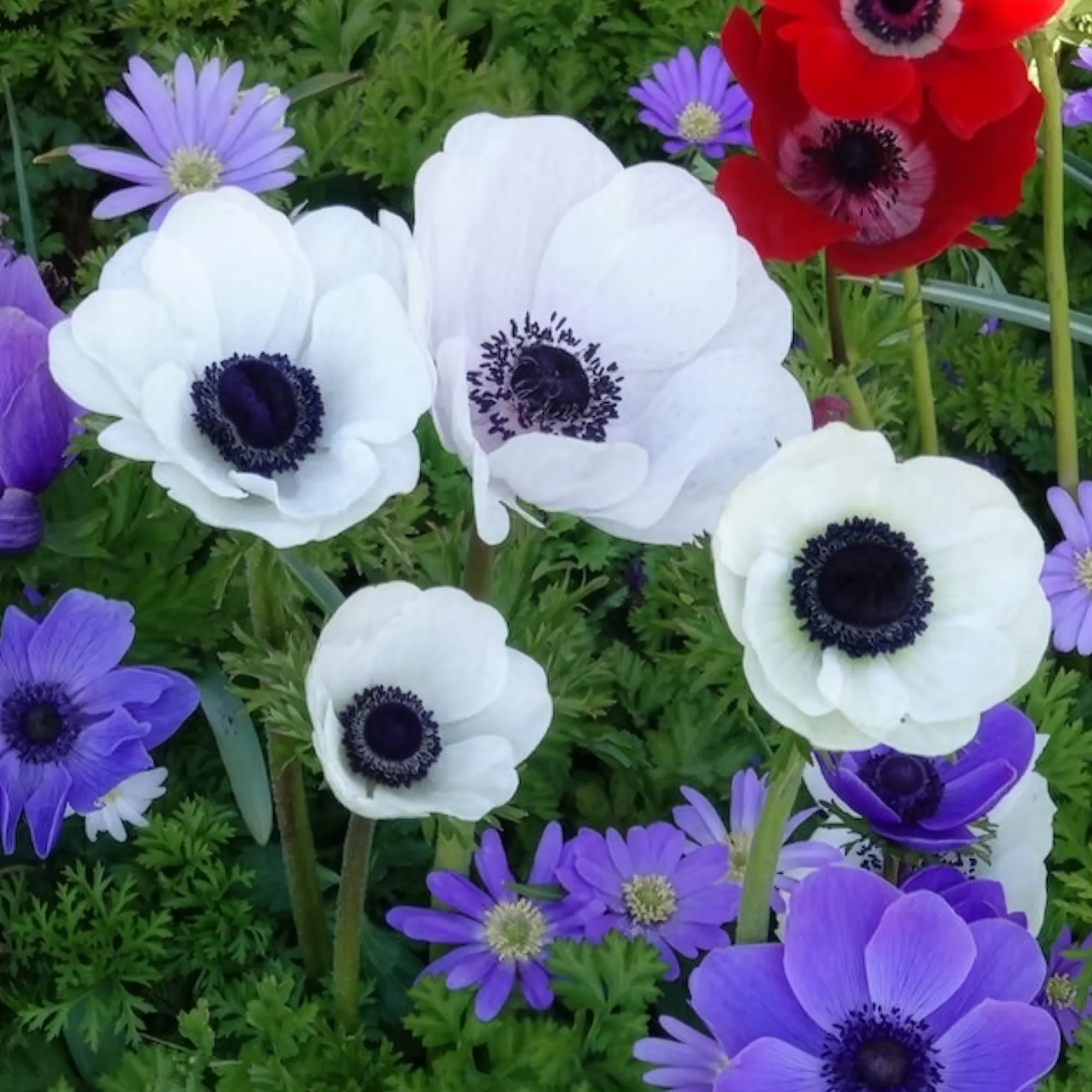 Anemonen coronaria The Bride - Image 4