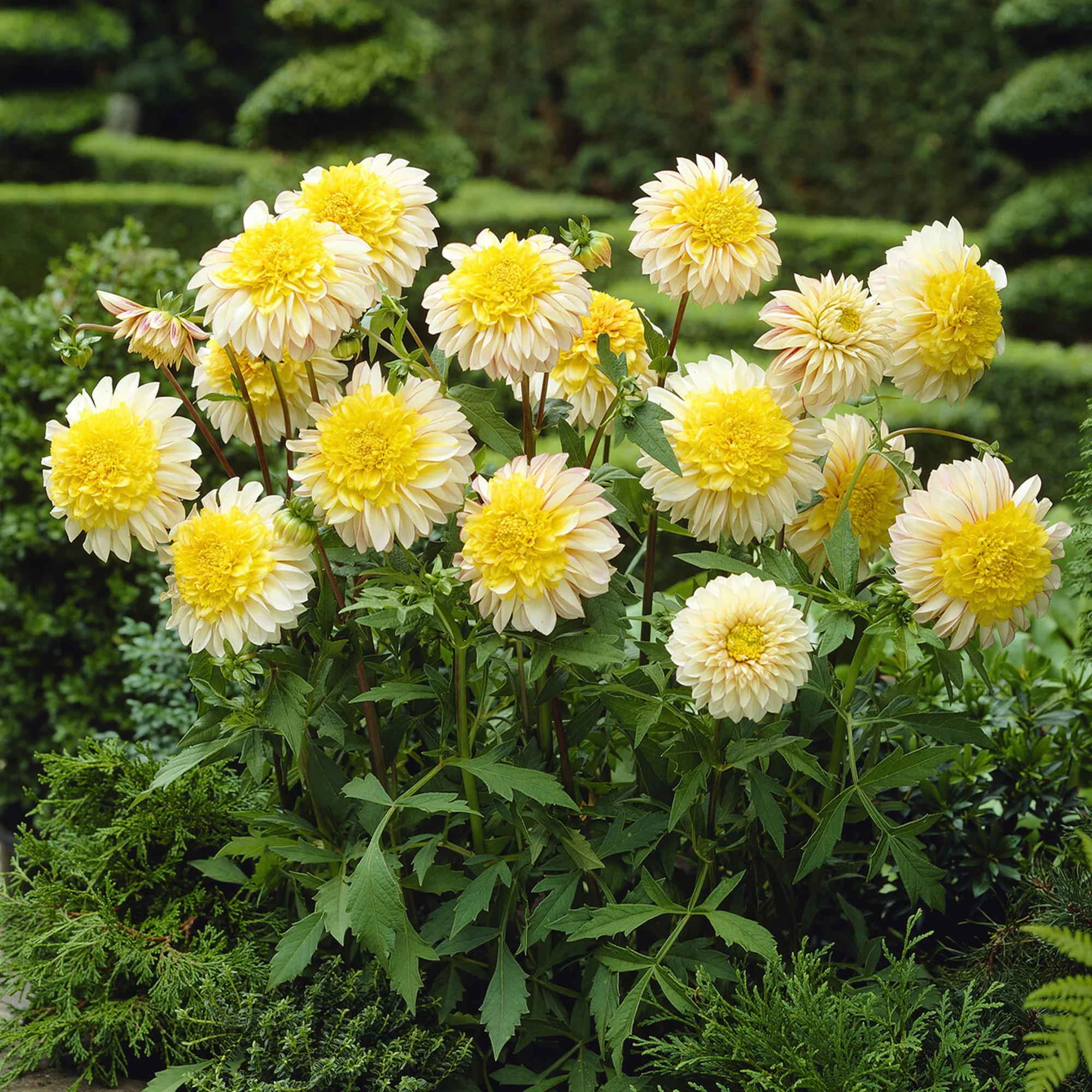 Anemoon dahlia Polka