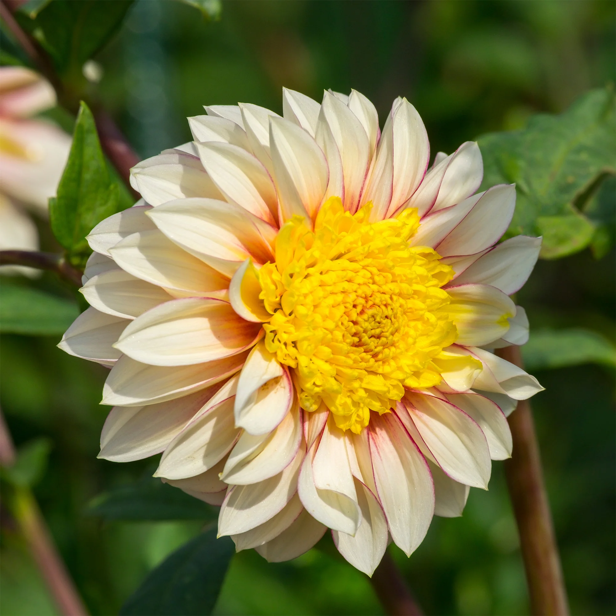 Anemoon dahlia Polka - Image 2