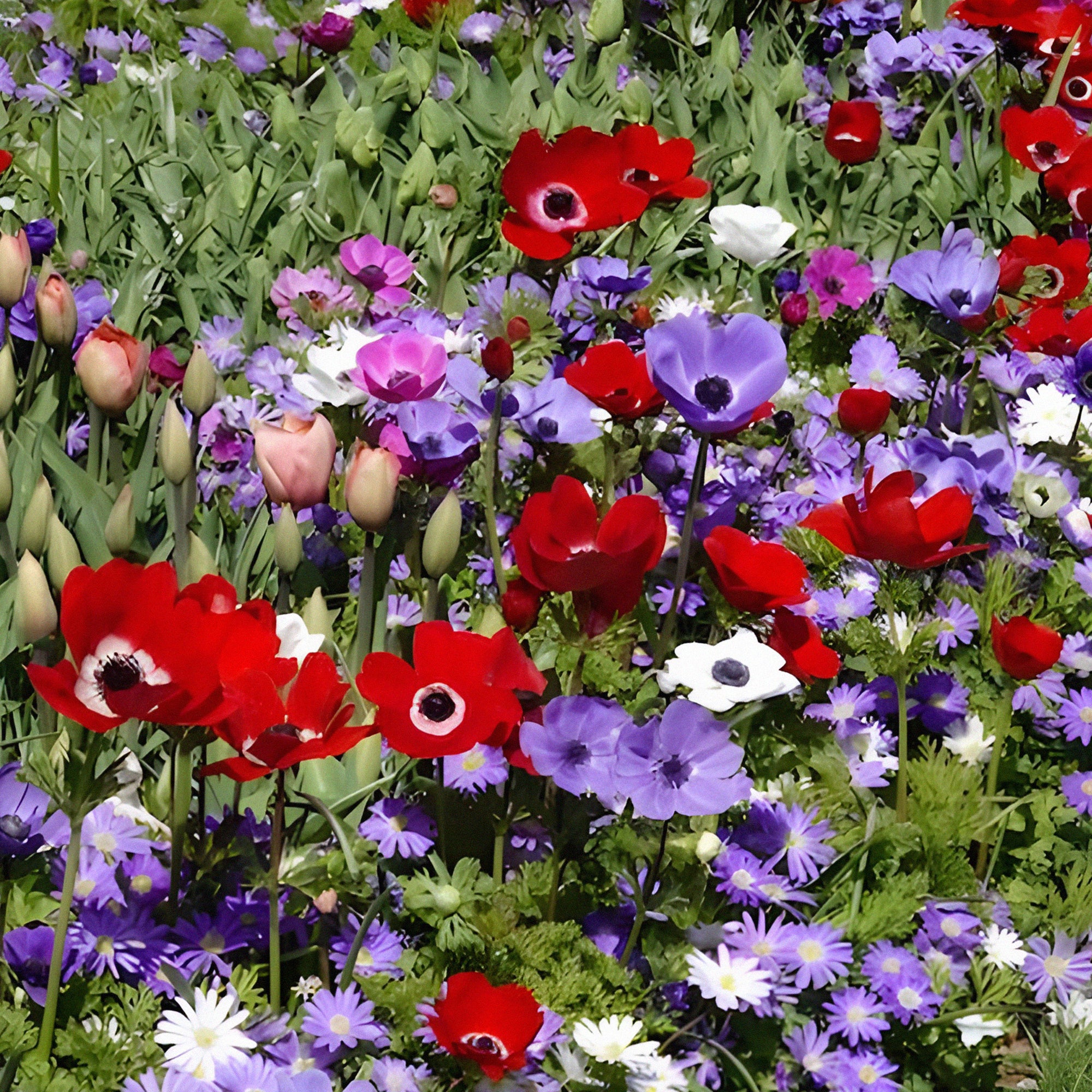Miniatuur 2