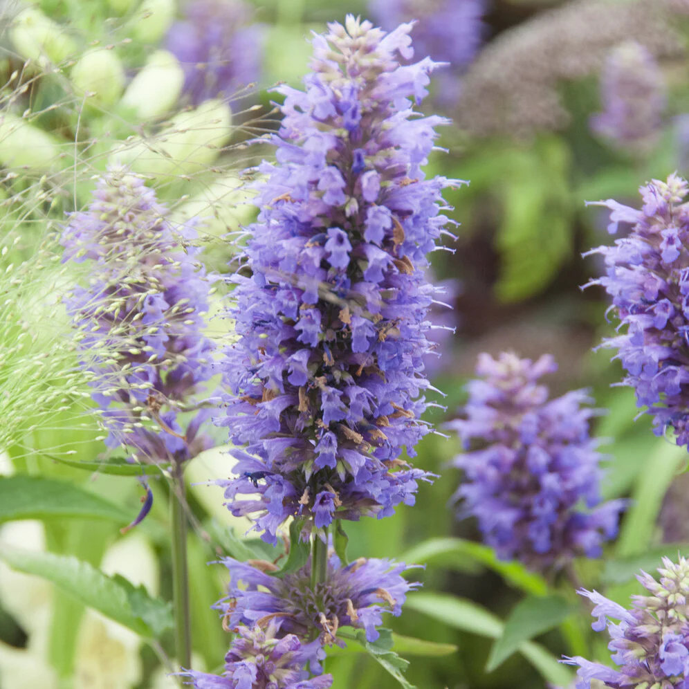Anijsplant Blue Boa - Image 4