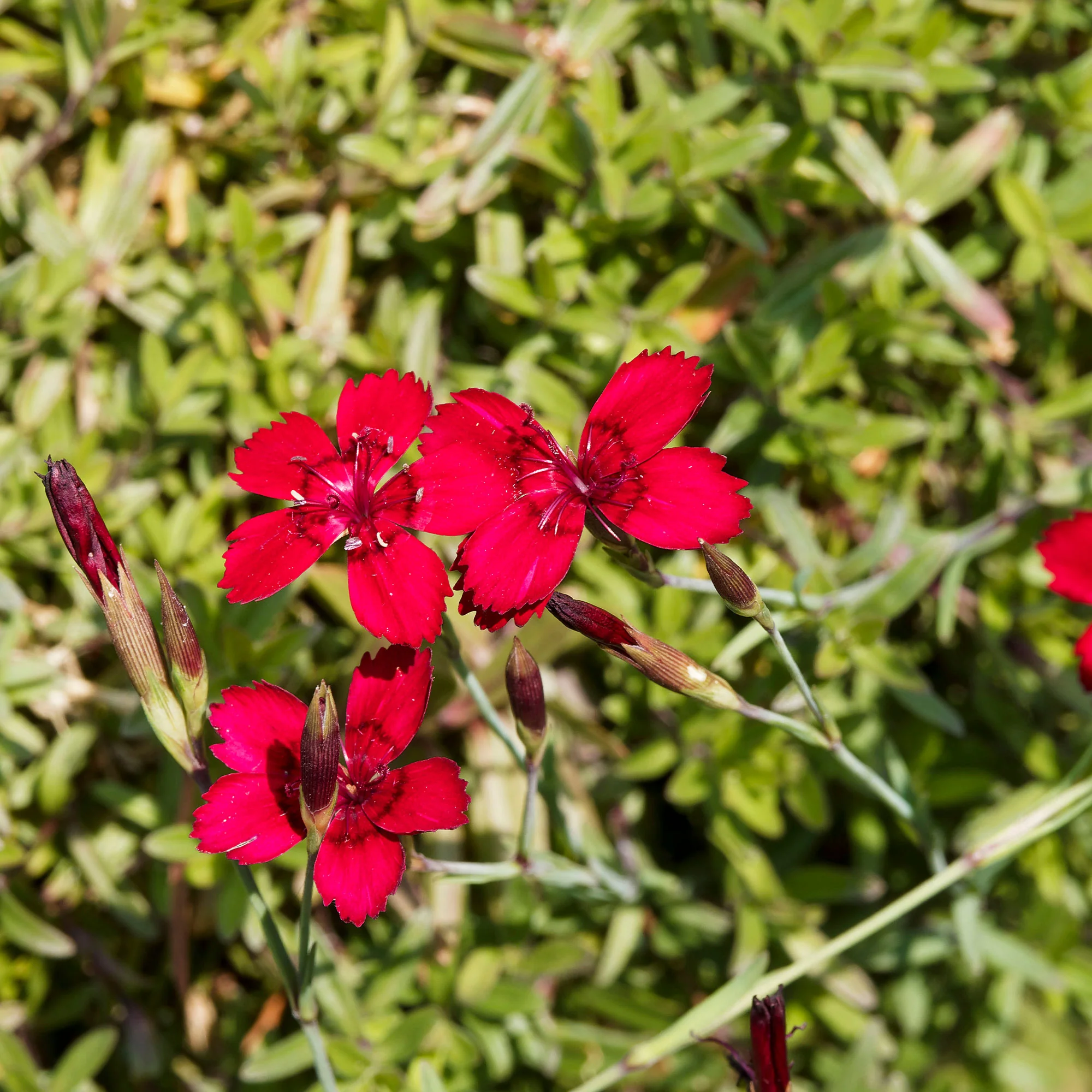 Miniatuur 1