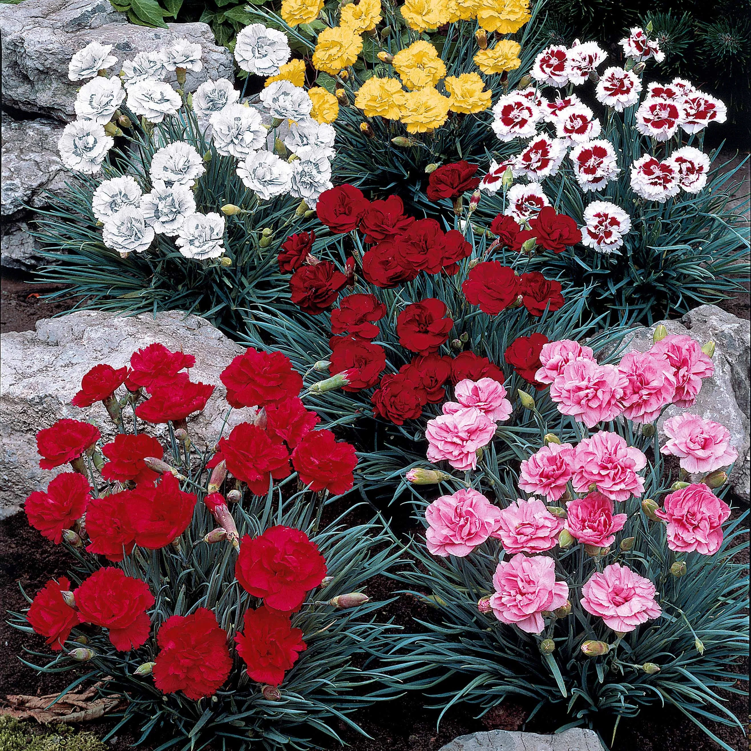 Anjer Mix 'Grenadine Red' + 'Sharlaken' (x6)