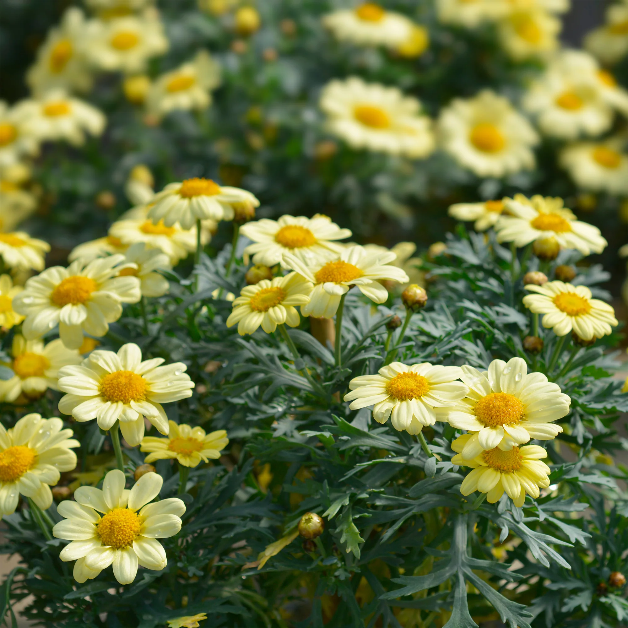 Argyranthemum Grandaisy® Gold