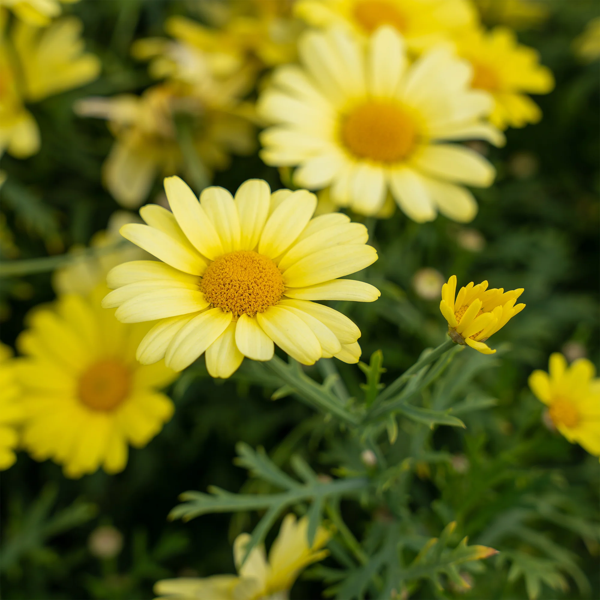 Argyranthemum Grandaisy® Gold - Image 2