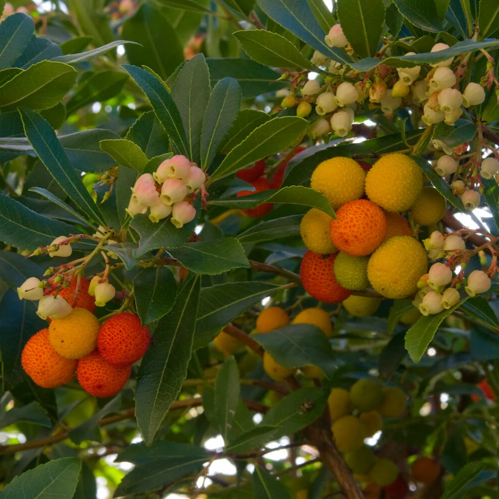 Aardbeienboom - Image 2