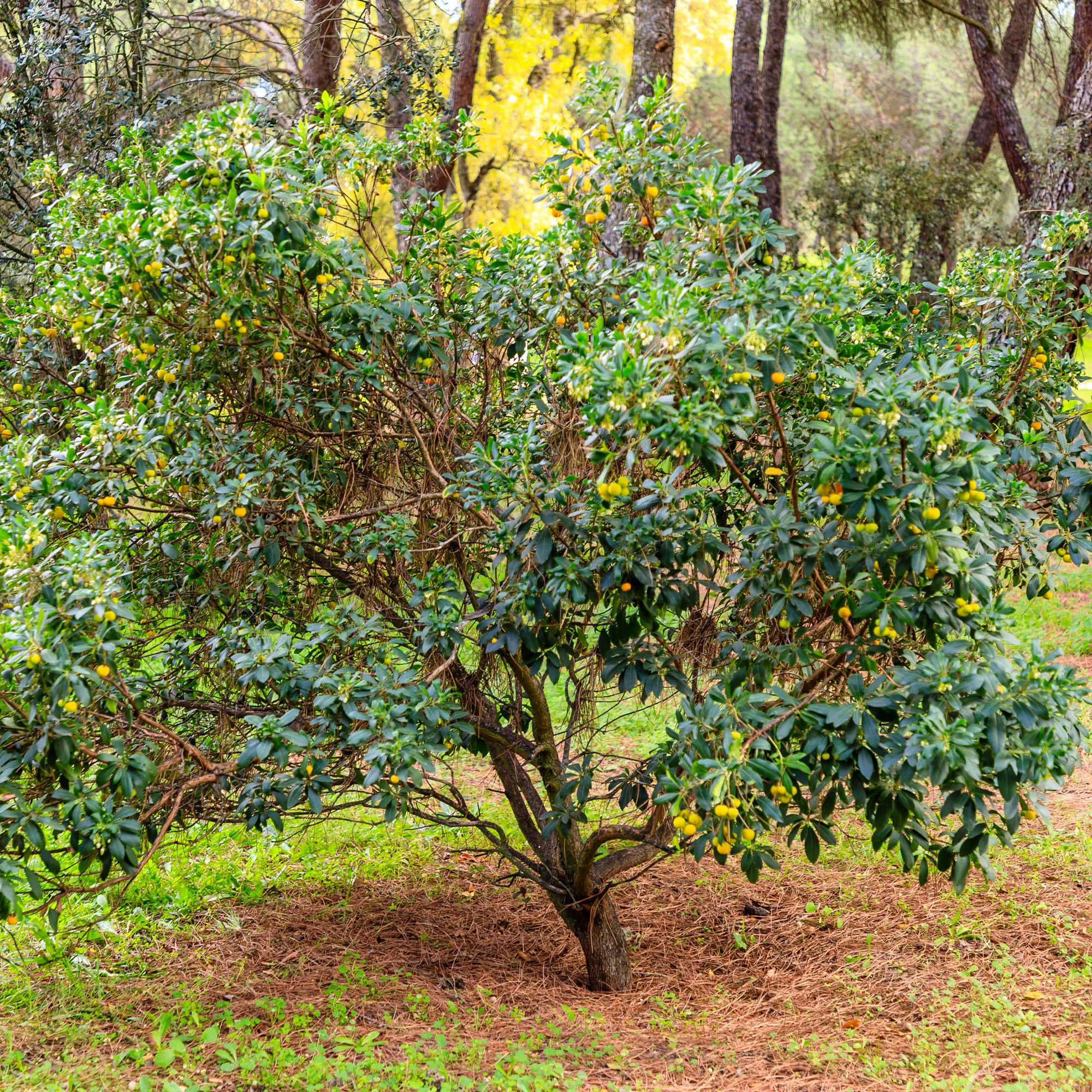 Aardbeienboom - Image 3