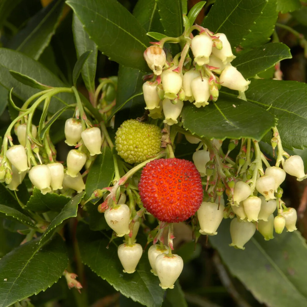 Aardbeienboom - Image 4