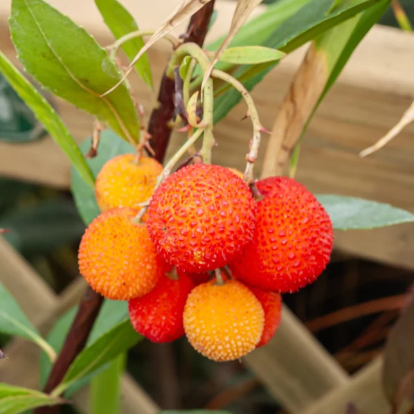 Aardbeienboom - Image 5