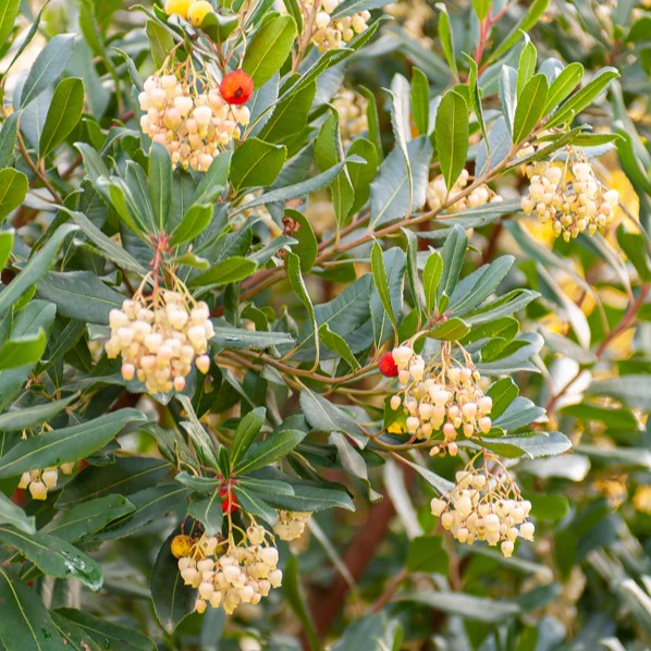 Aardbeienboom - Image 6