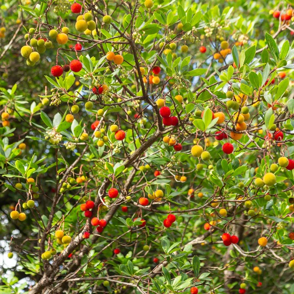 Aardbeienboom - Image 7