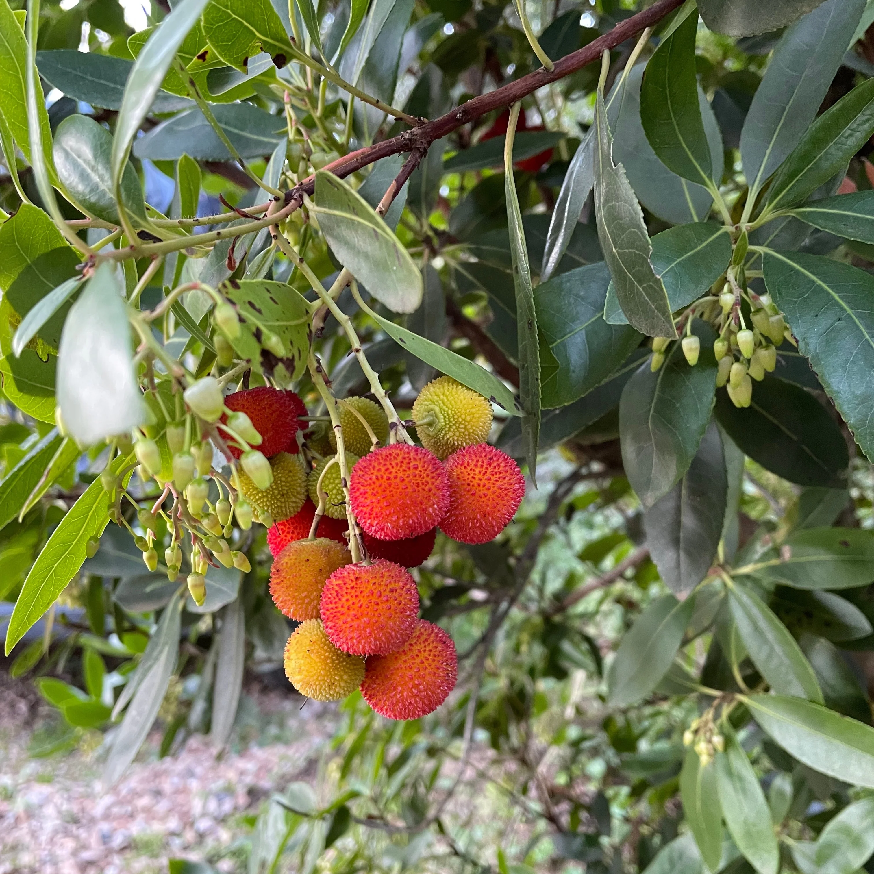 Aardbeienboom 'Atlantic'