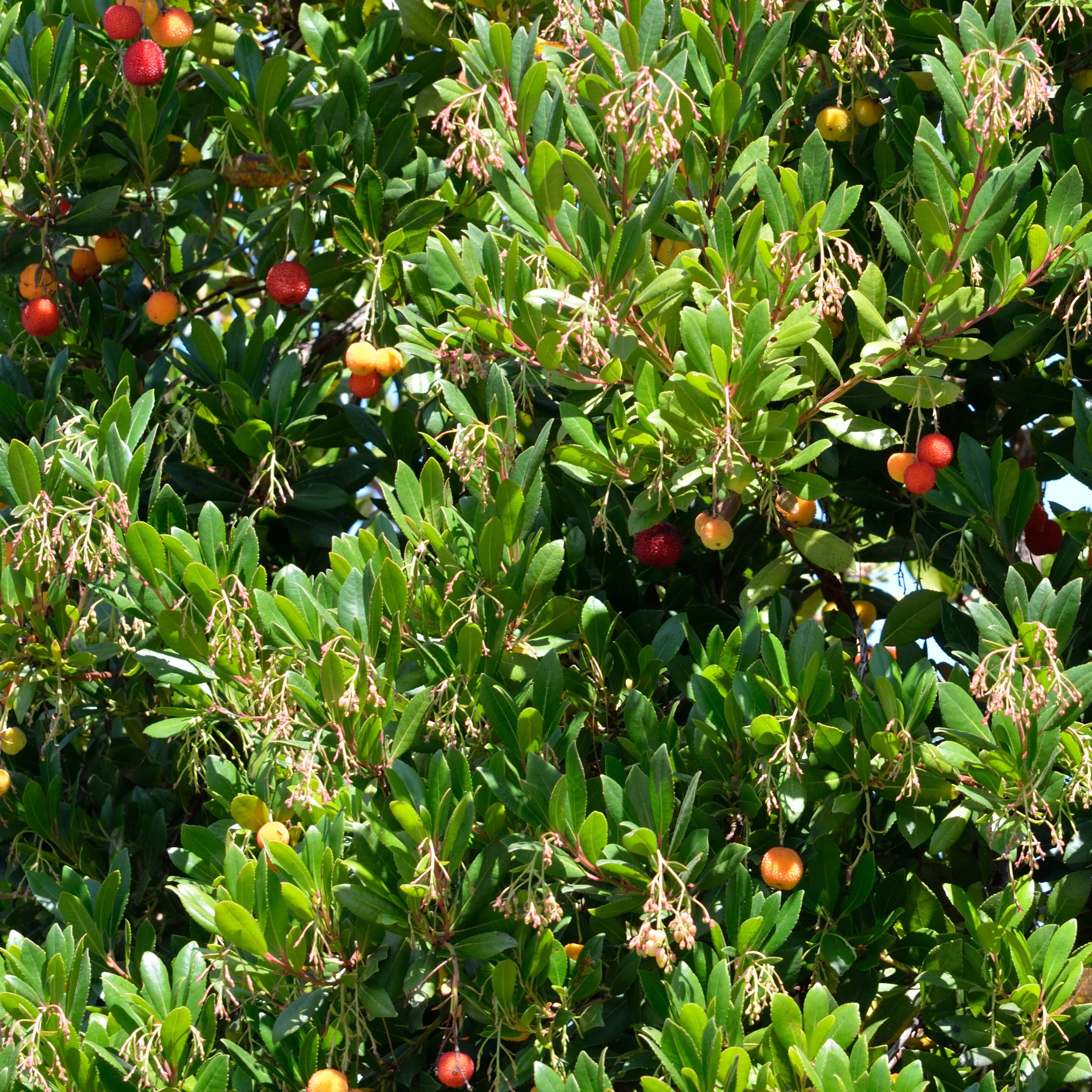 Aardbeienboom 'Atlantic' - Image 2