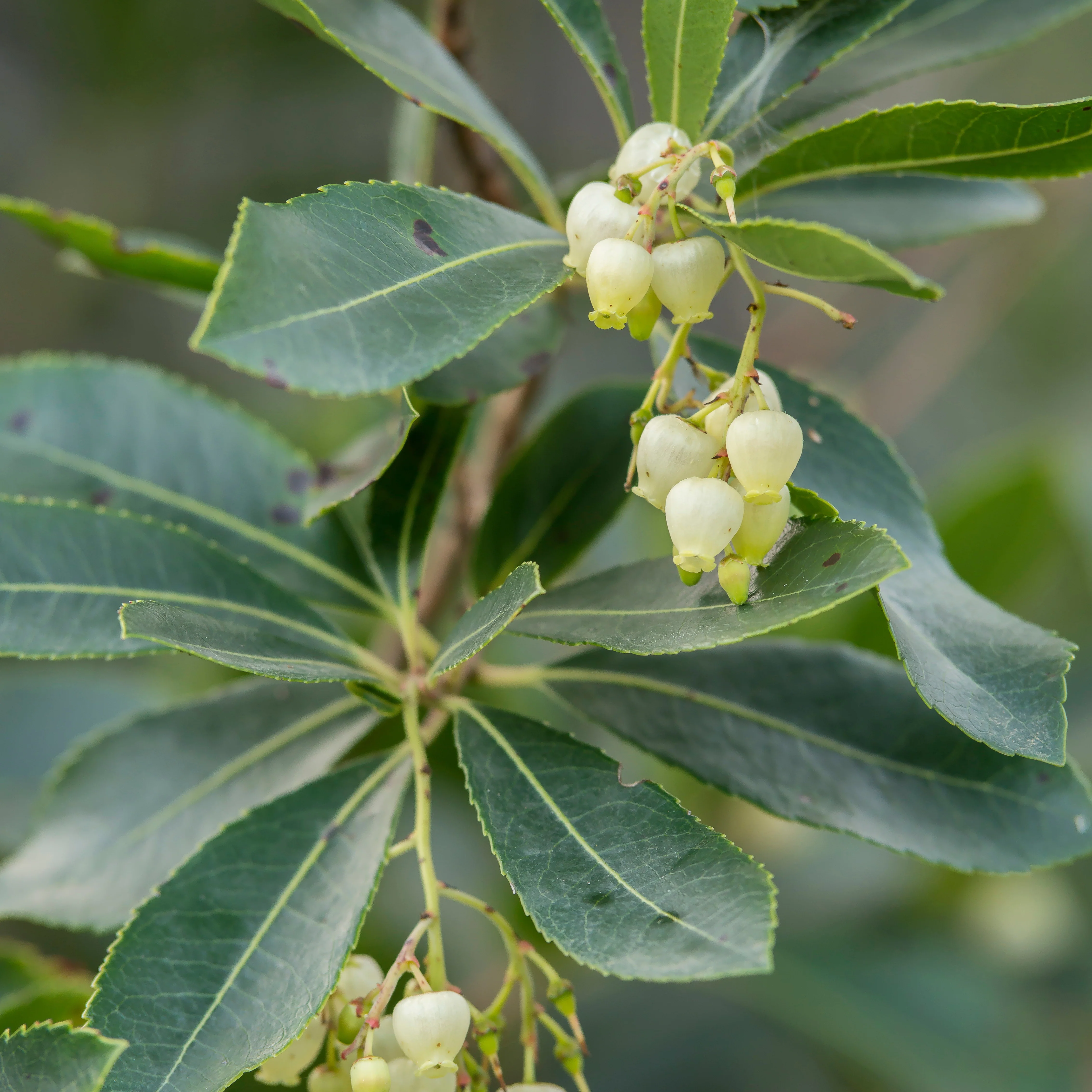 Aardbeienboom 'Atlantic' - Image 3