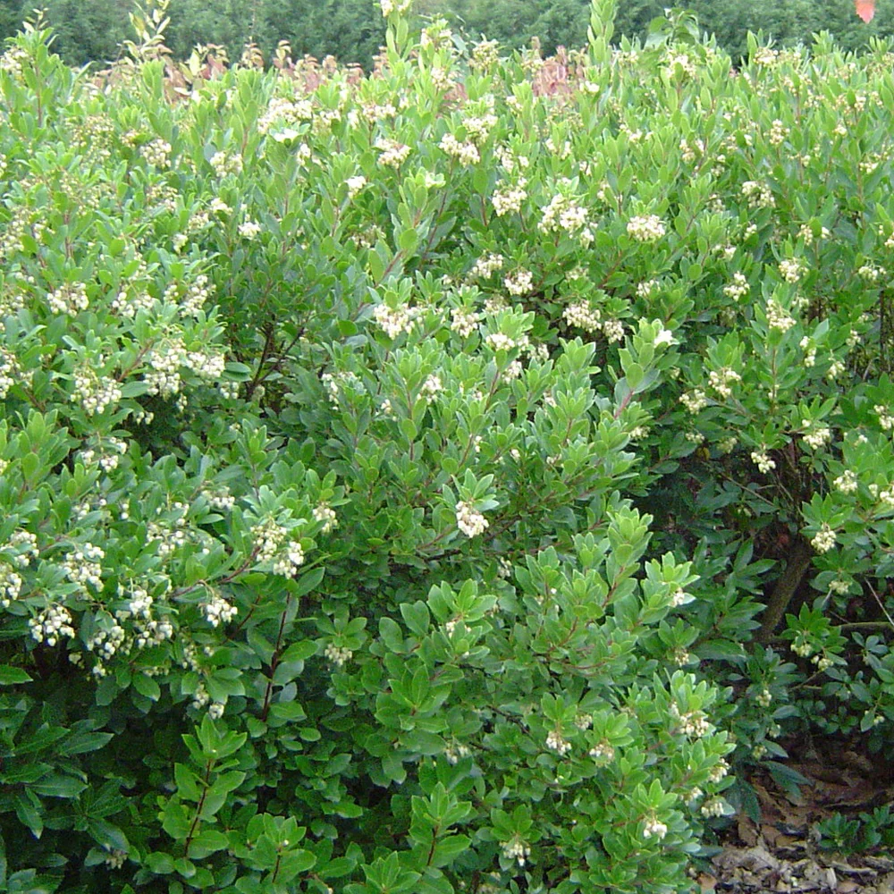 Aardbeienboom 'Compacta'