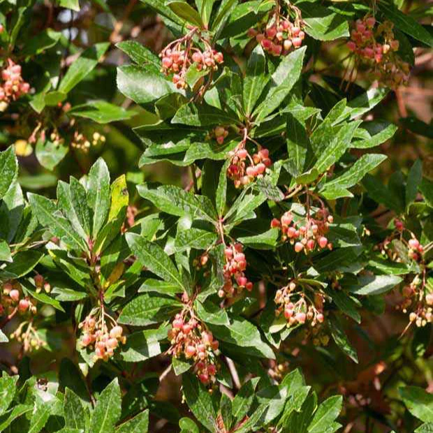 Aardbeienboom 'Rubra'
