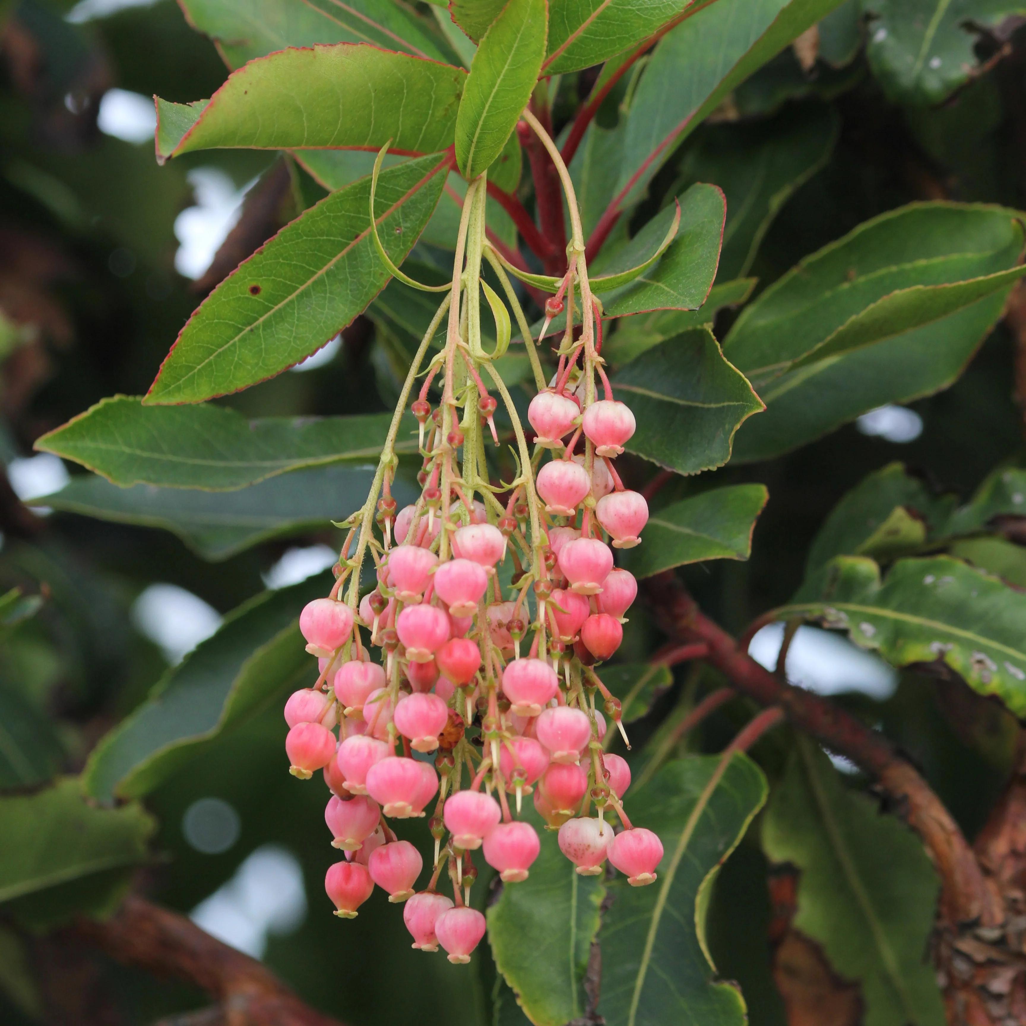 Aardbeienboom 'Rubra' - Image 2