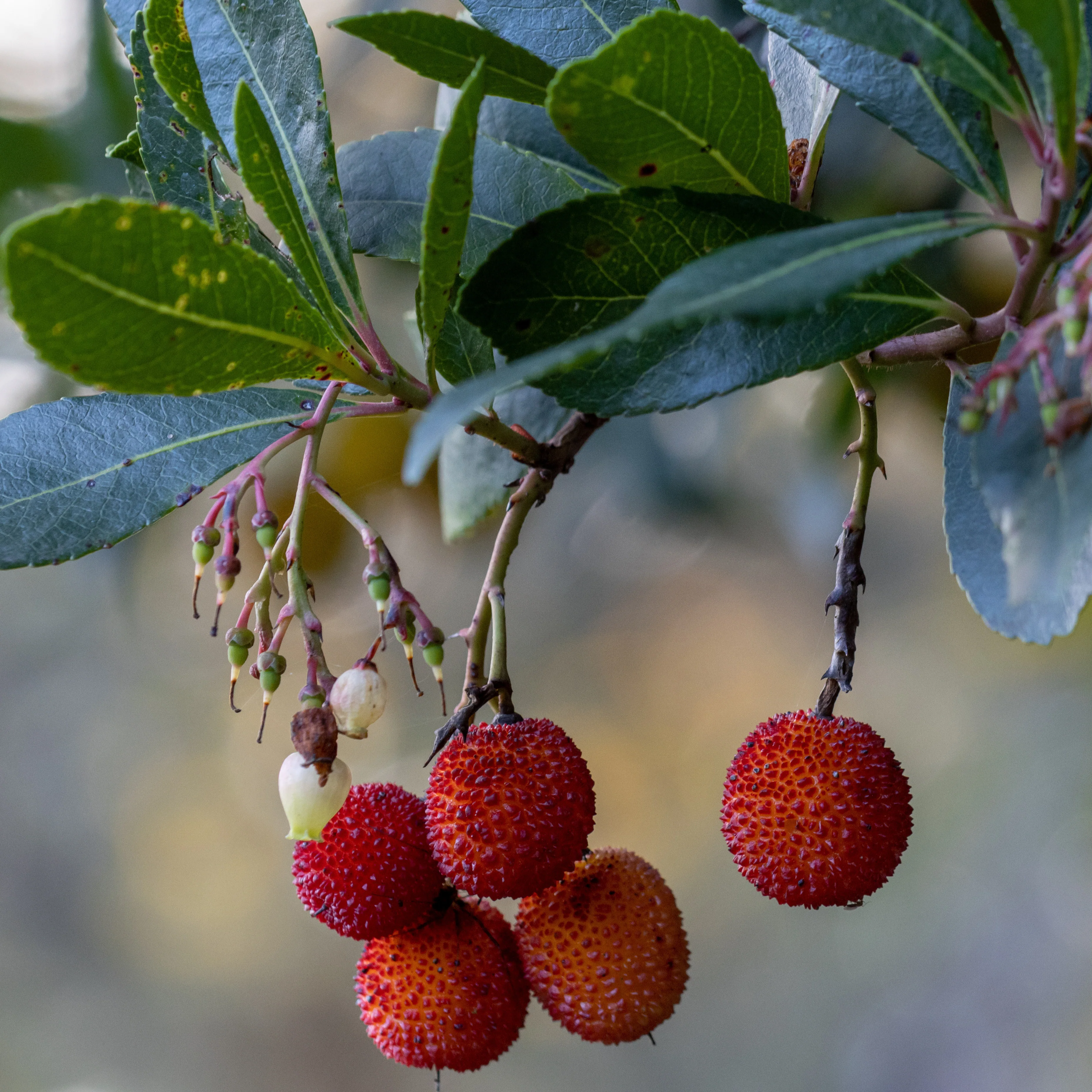 Aardbeienboom 'Rubra' - Image 3