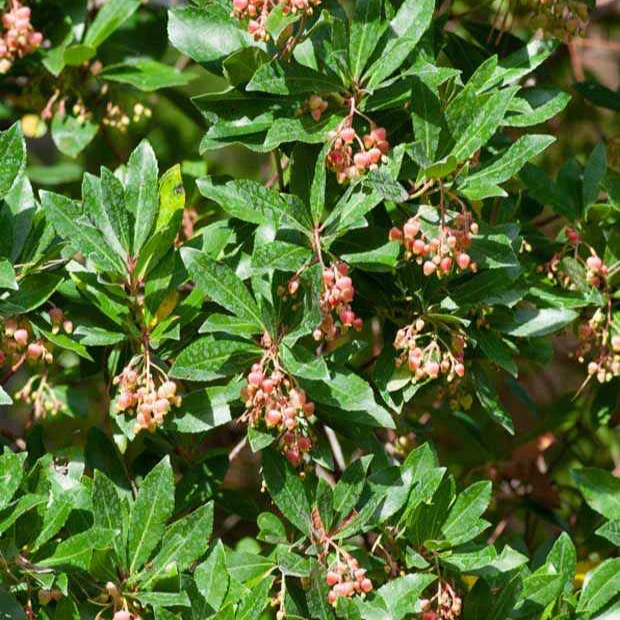 Aardbeienboom 'Rubra' - Image 4