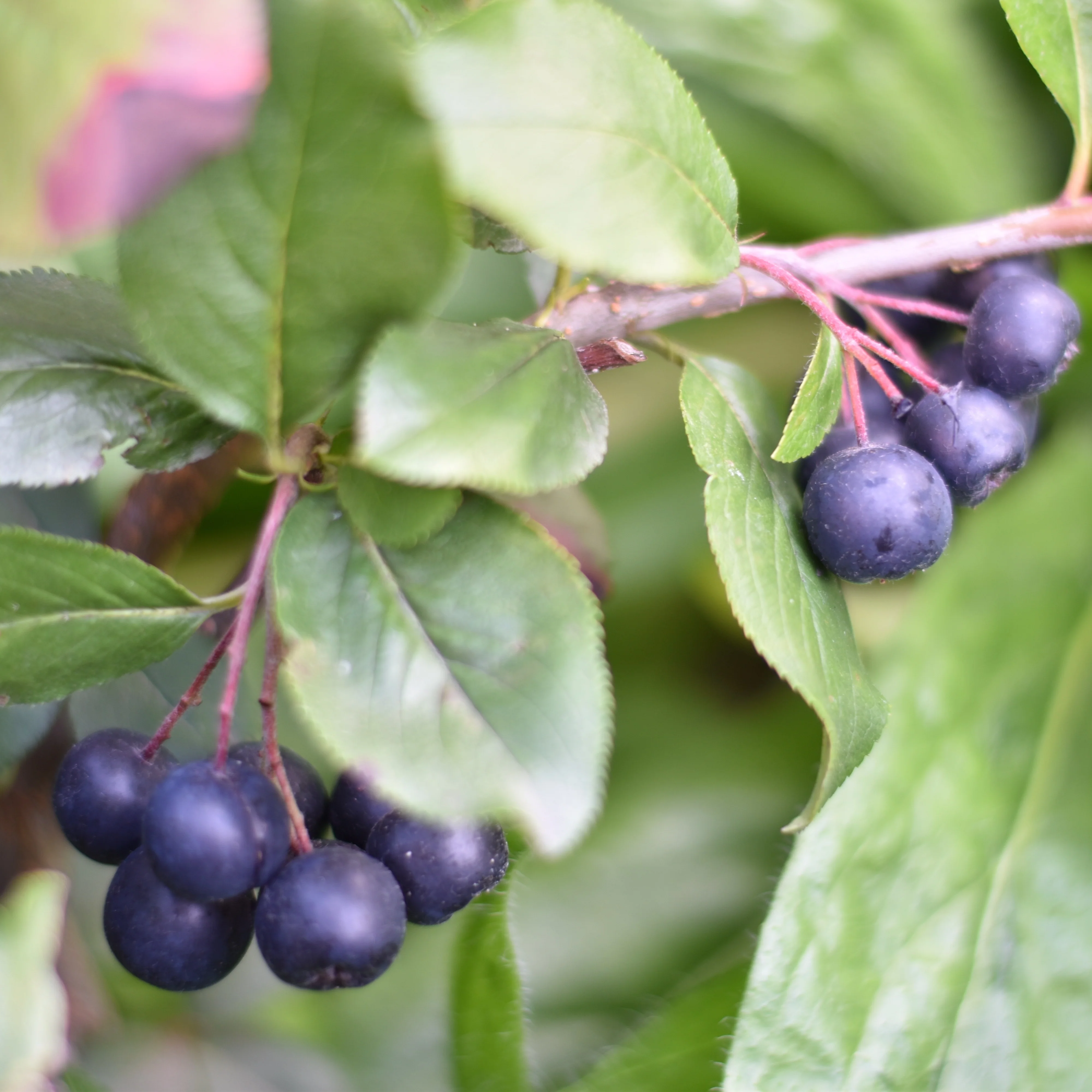 Appelbes 'Nero'