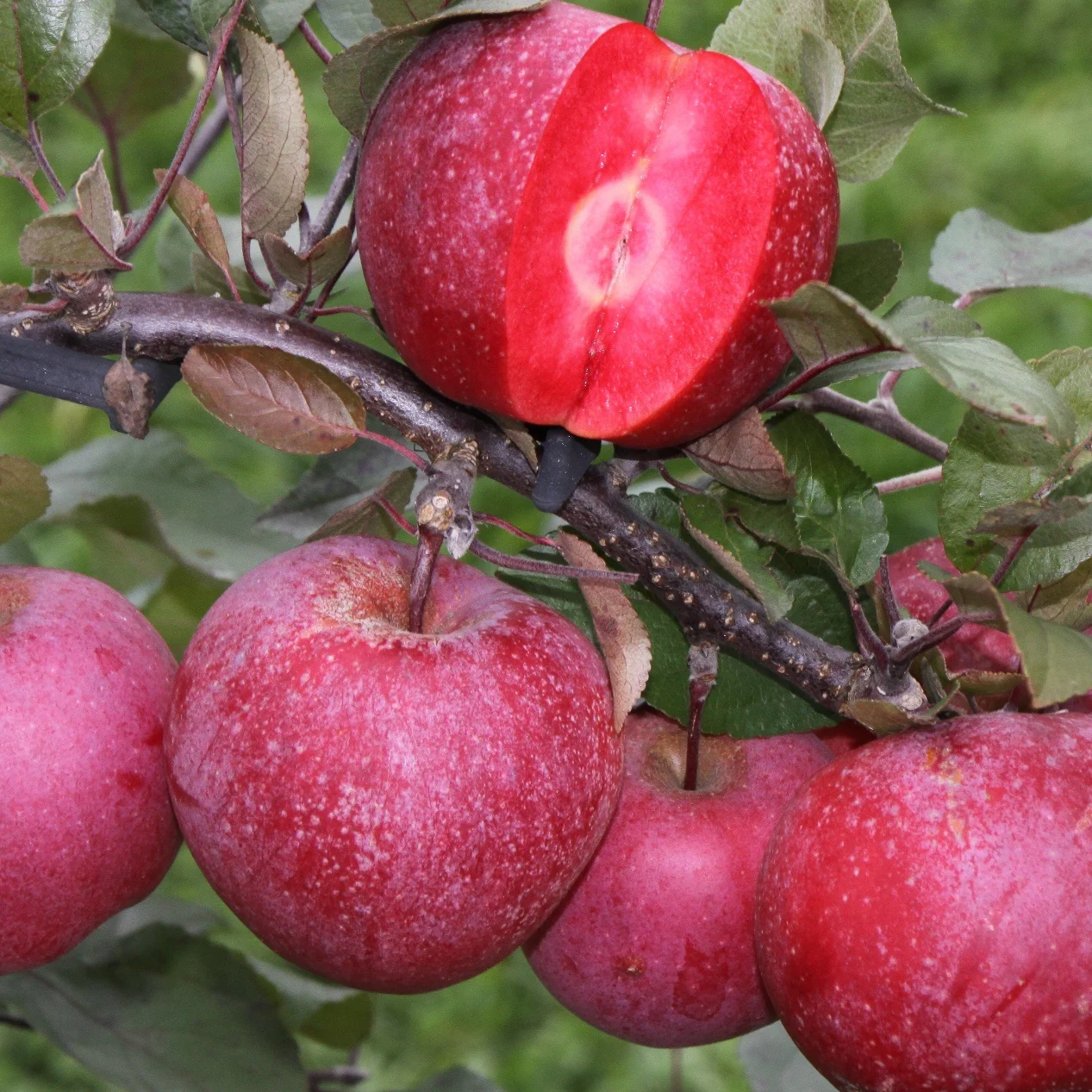 Appelboom 'Baya Marisa'