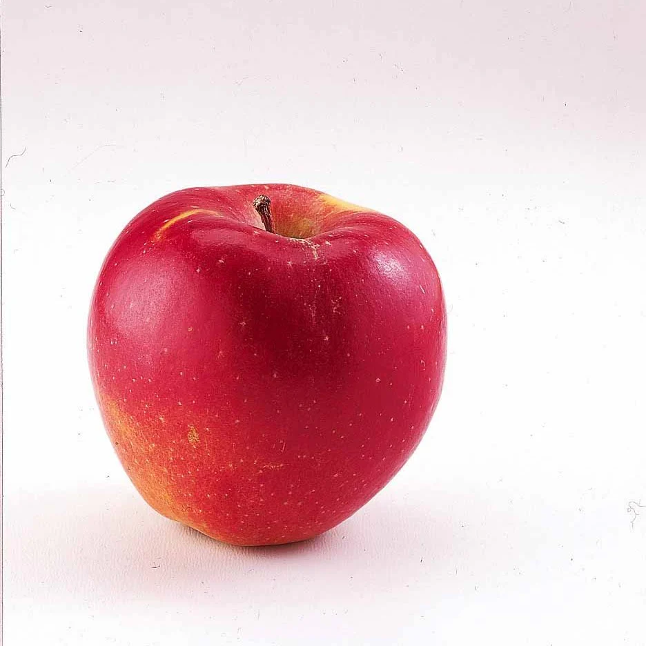 Appelboom 'Braeburn' - Image 3