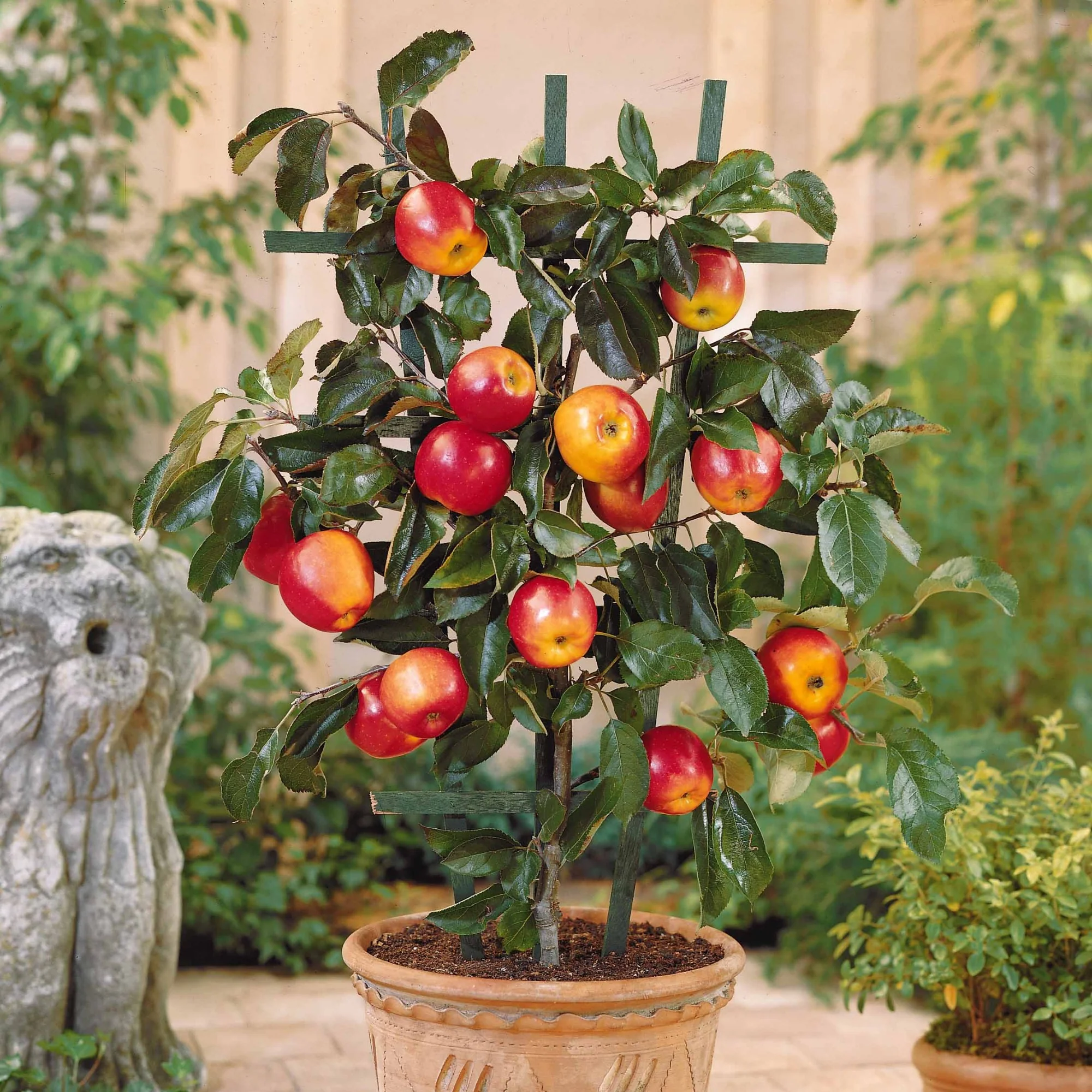 Appelboom 'Gala' de pot