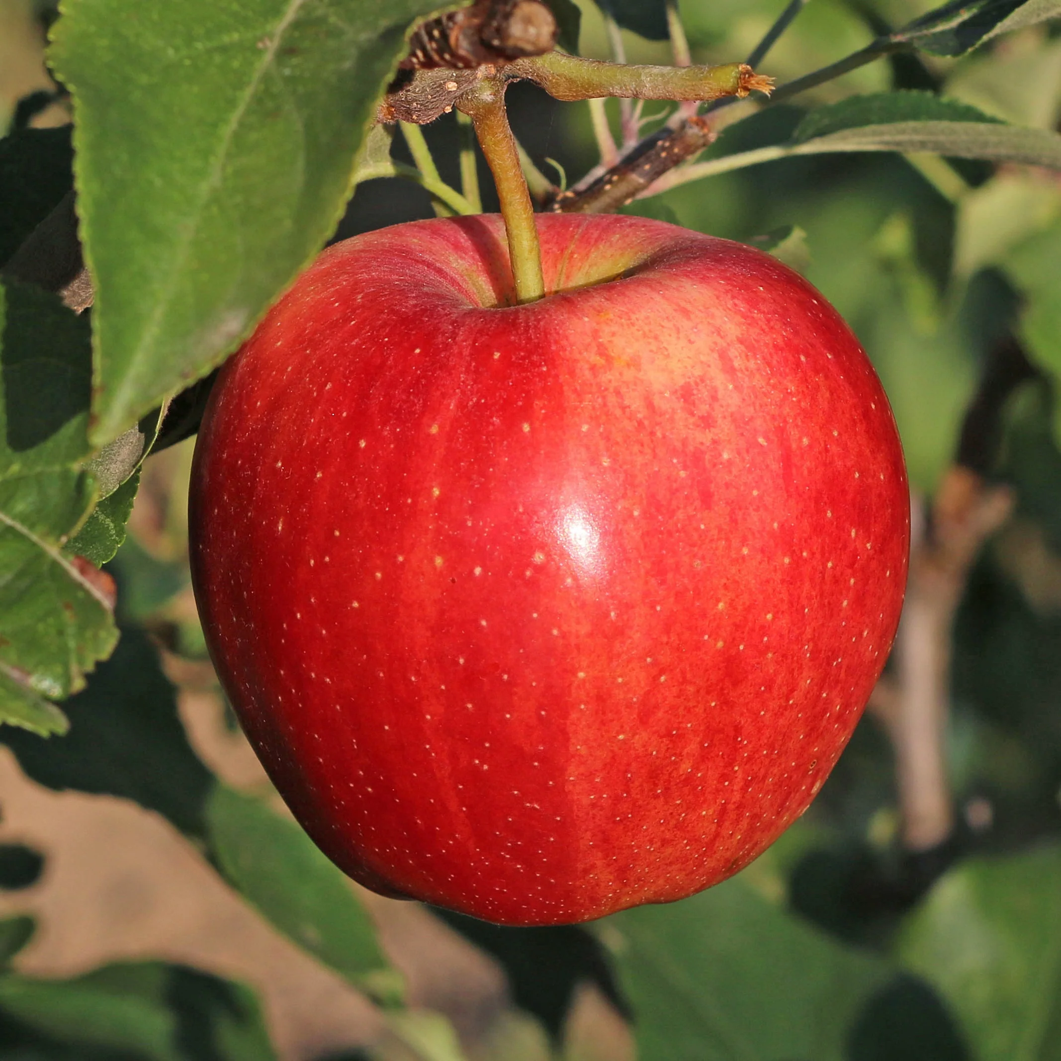Appelboom 'Gala' - Image 3