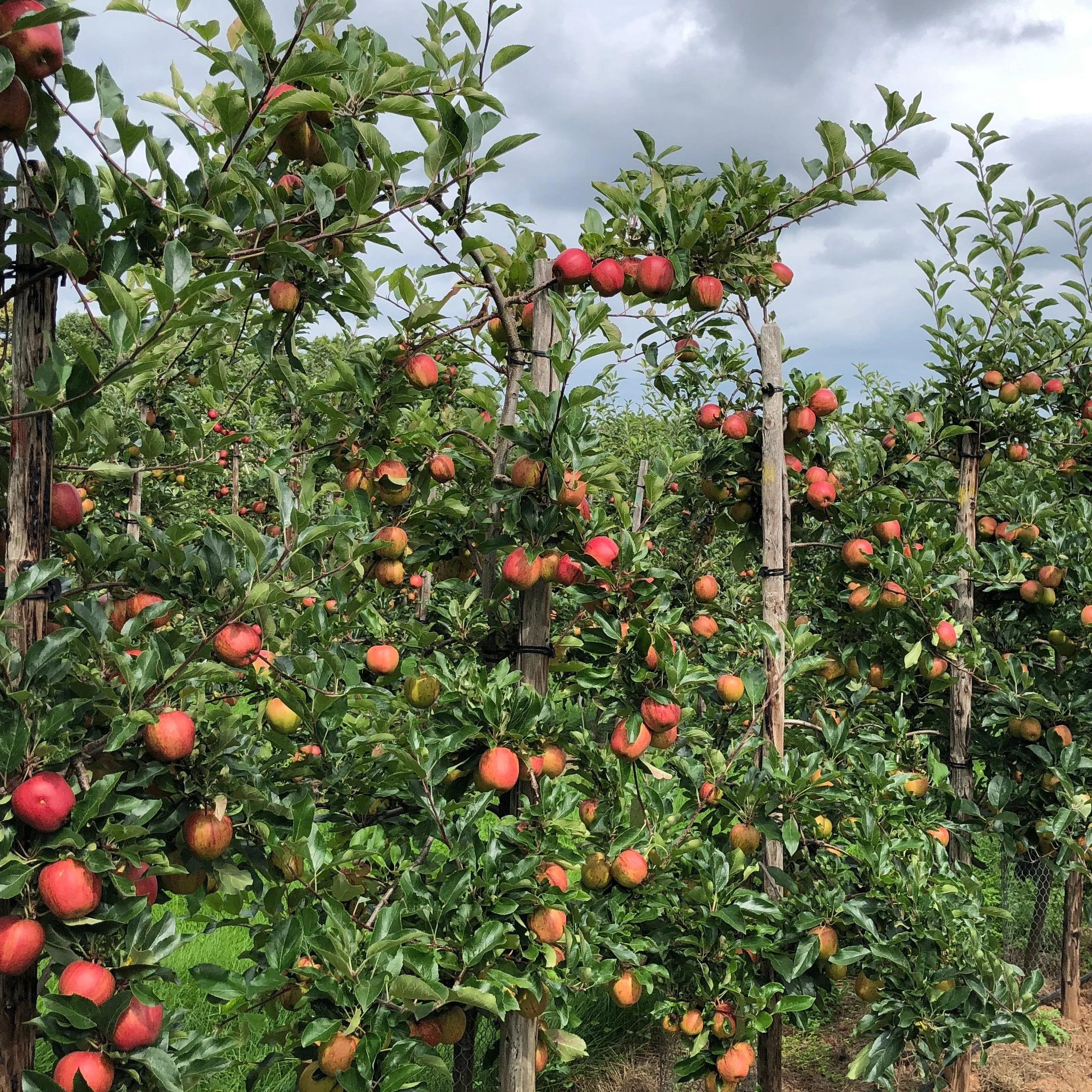 Appelboom 'Gala' - Image 4