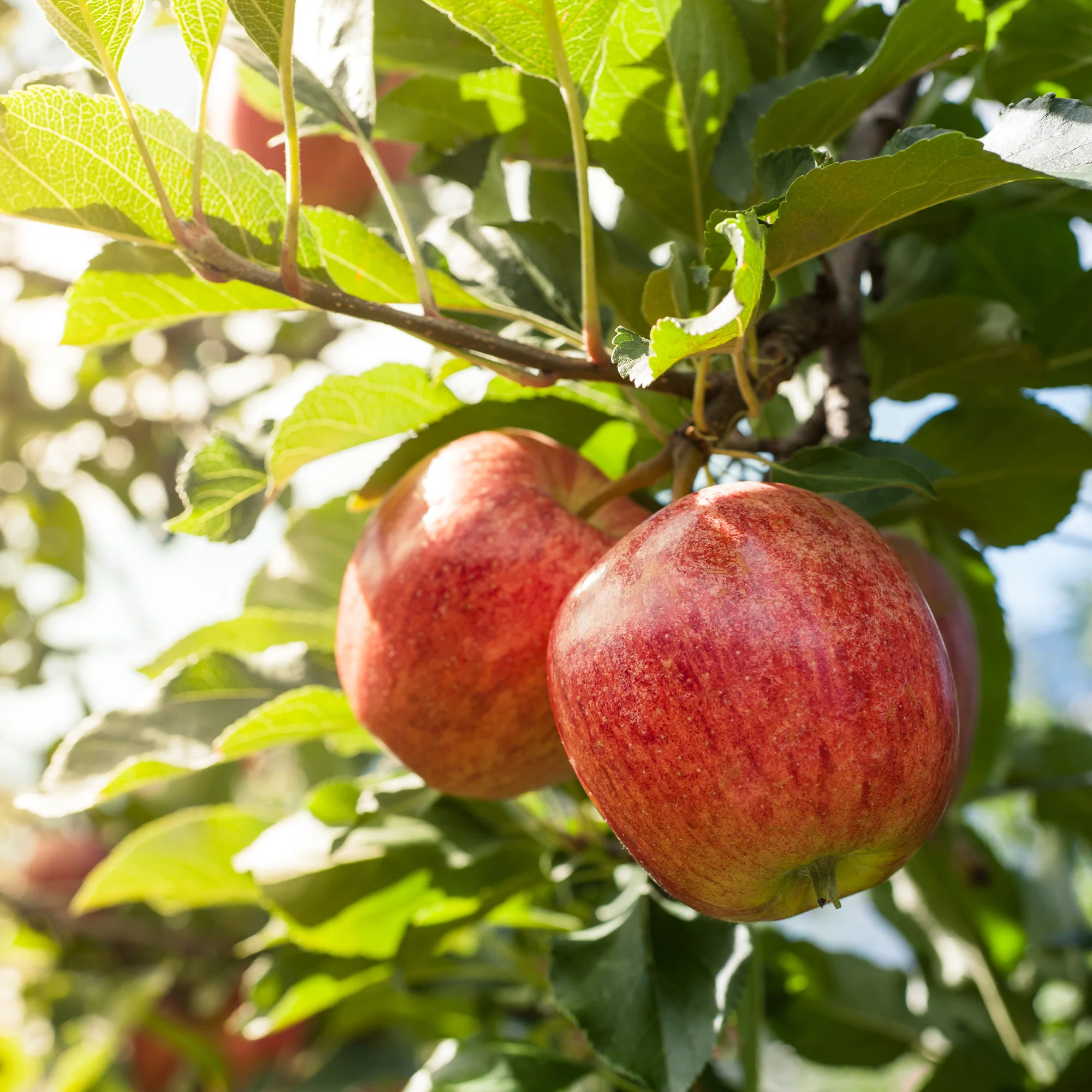 Appelboom 'Gala' - Image 5