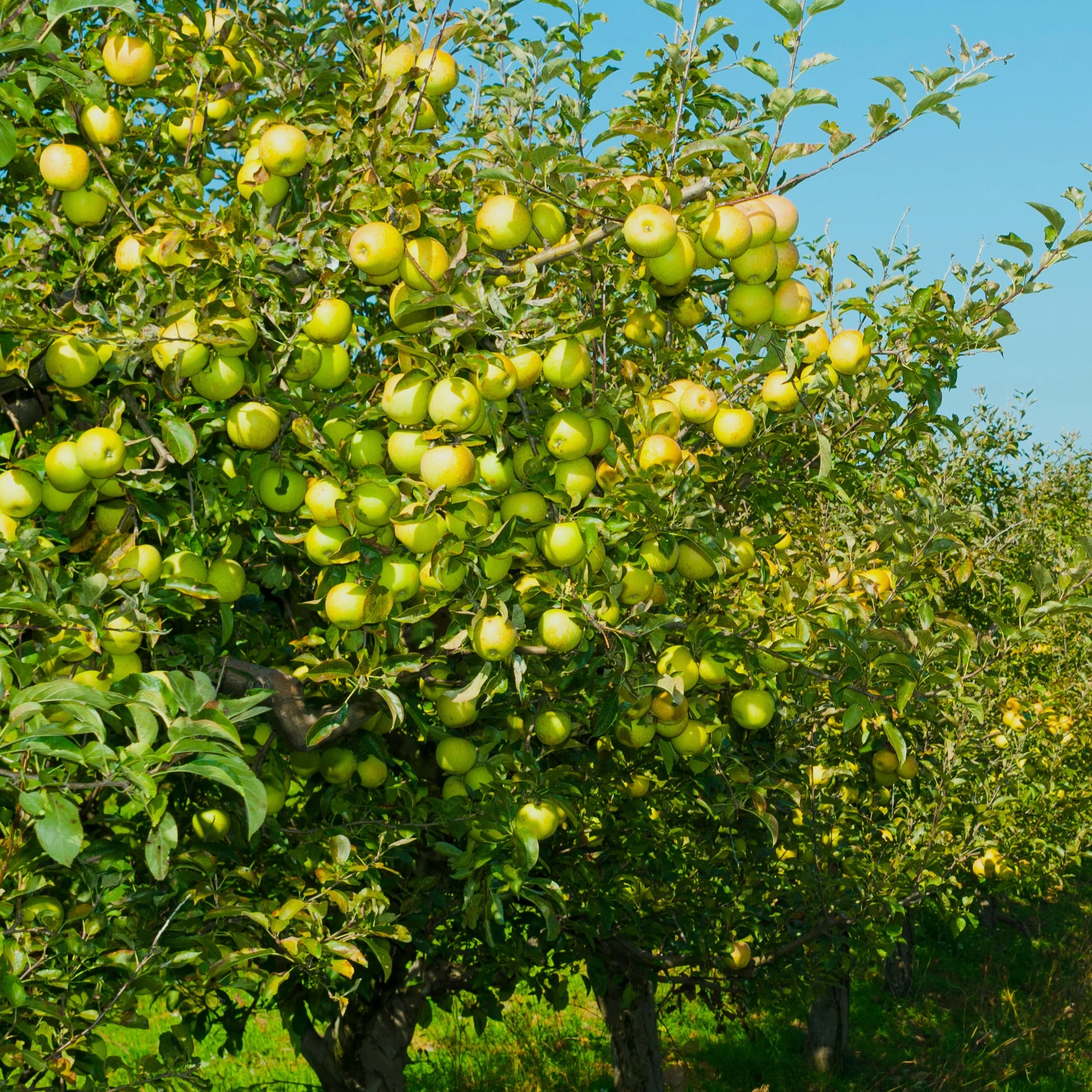 Appelboom 'Golden Delicious' - Image 3