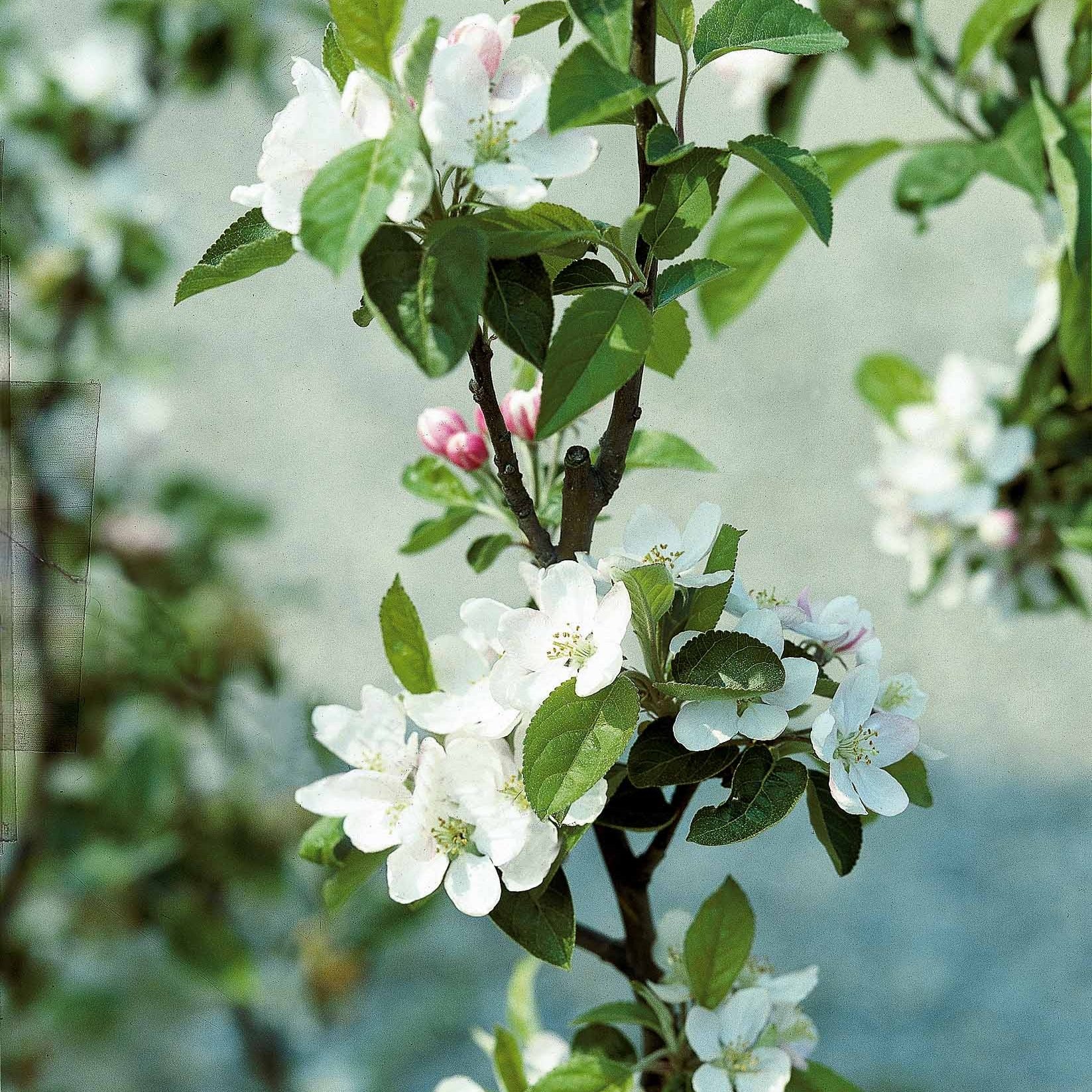 Appelboom 'Golden Delicious' - Image 4