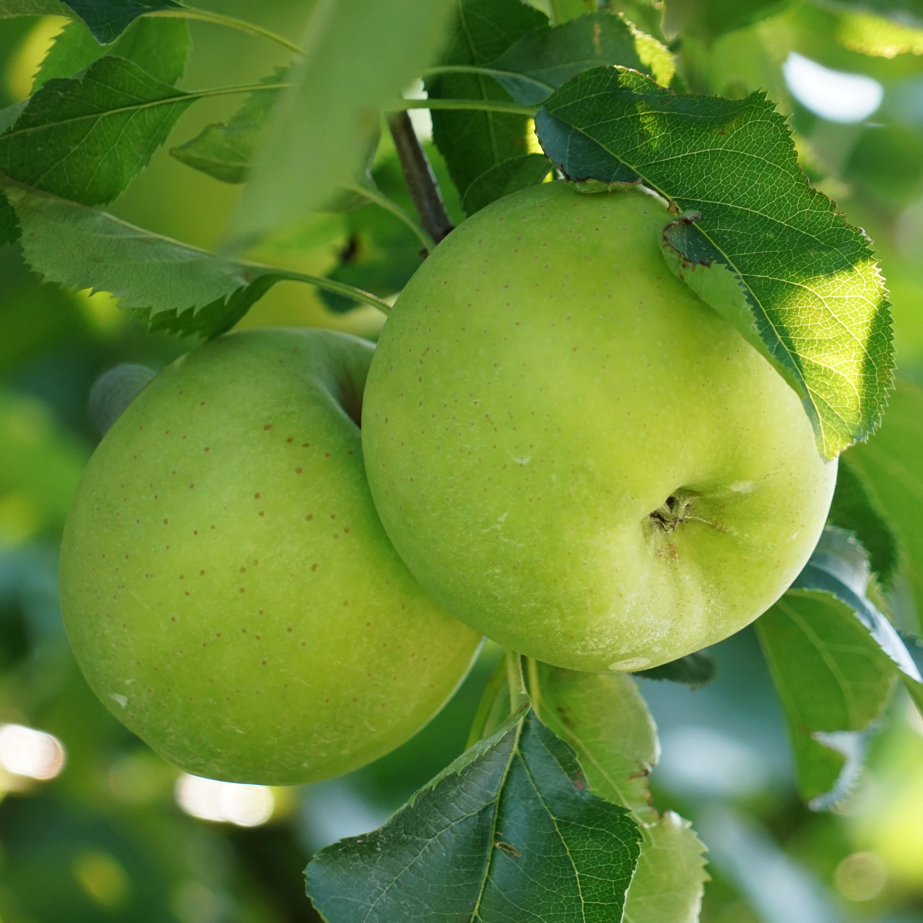 Appelboom 'Granny Smith'