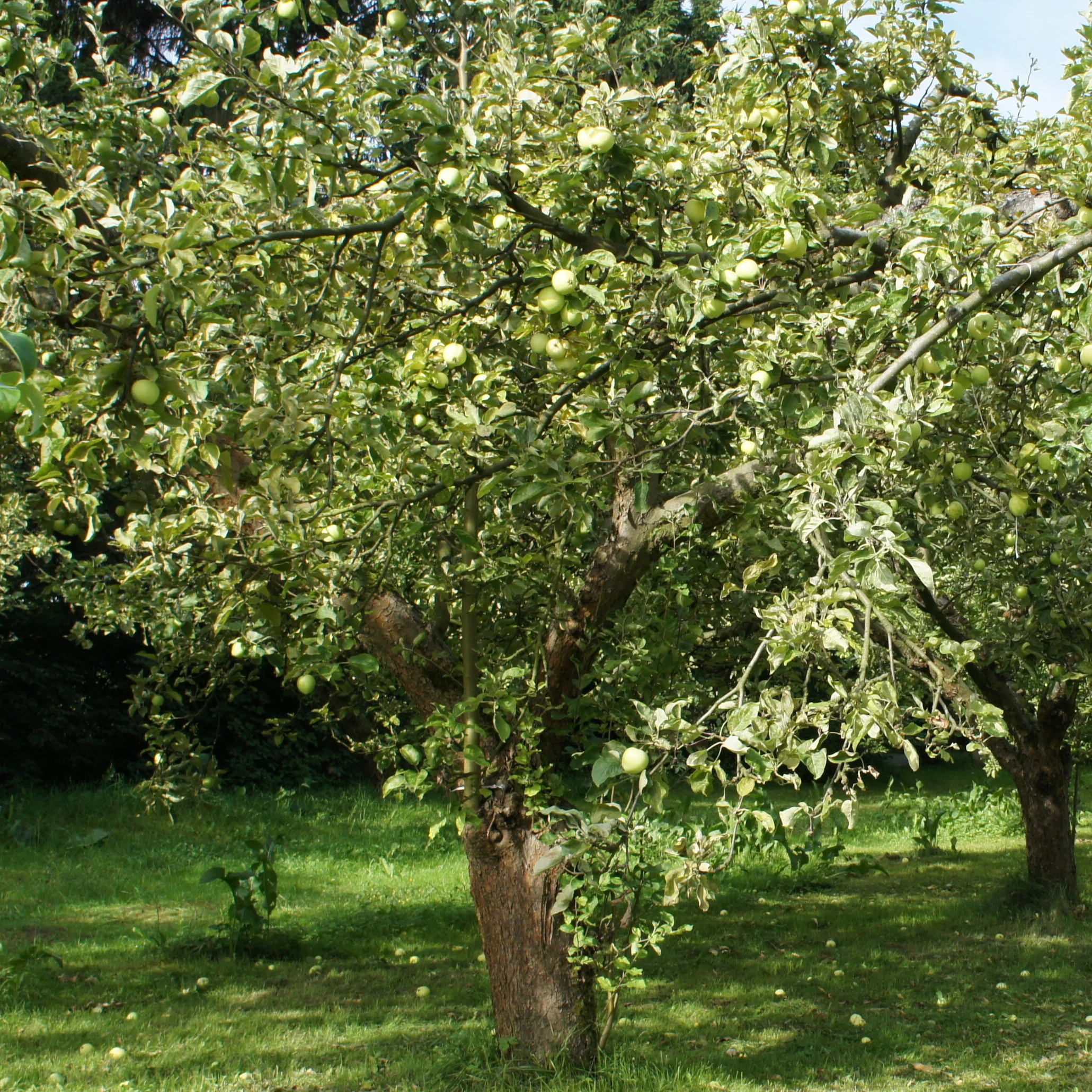 Appelboom 'Granny Smith' - Image 2