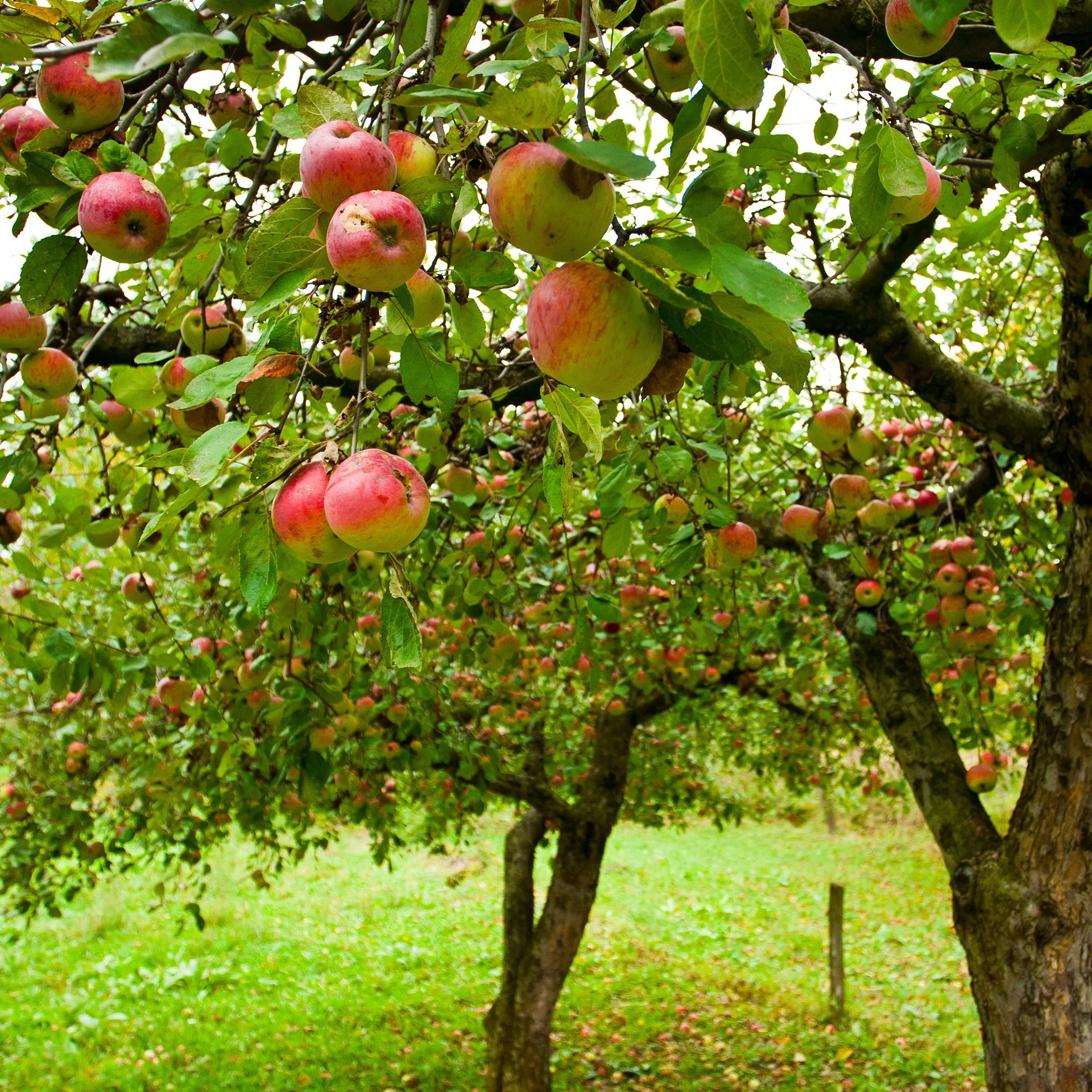 Appelboom 'Jonagold' - Image 2